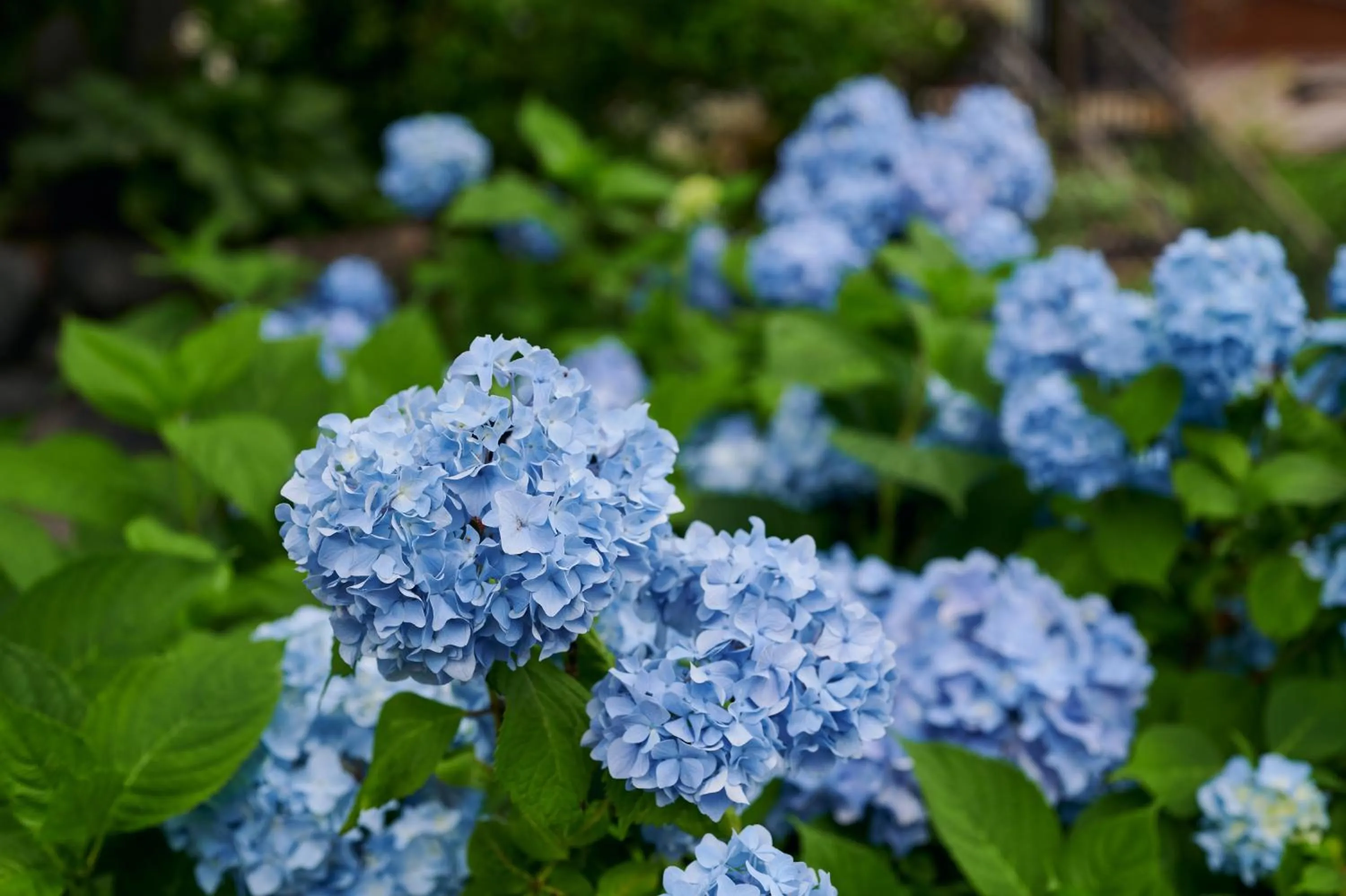 Garden in BYAKU Narai