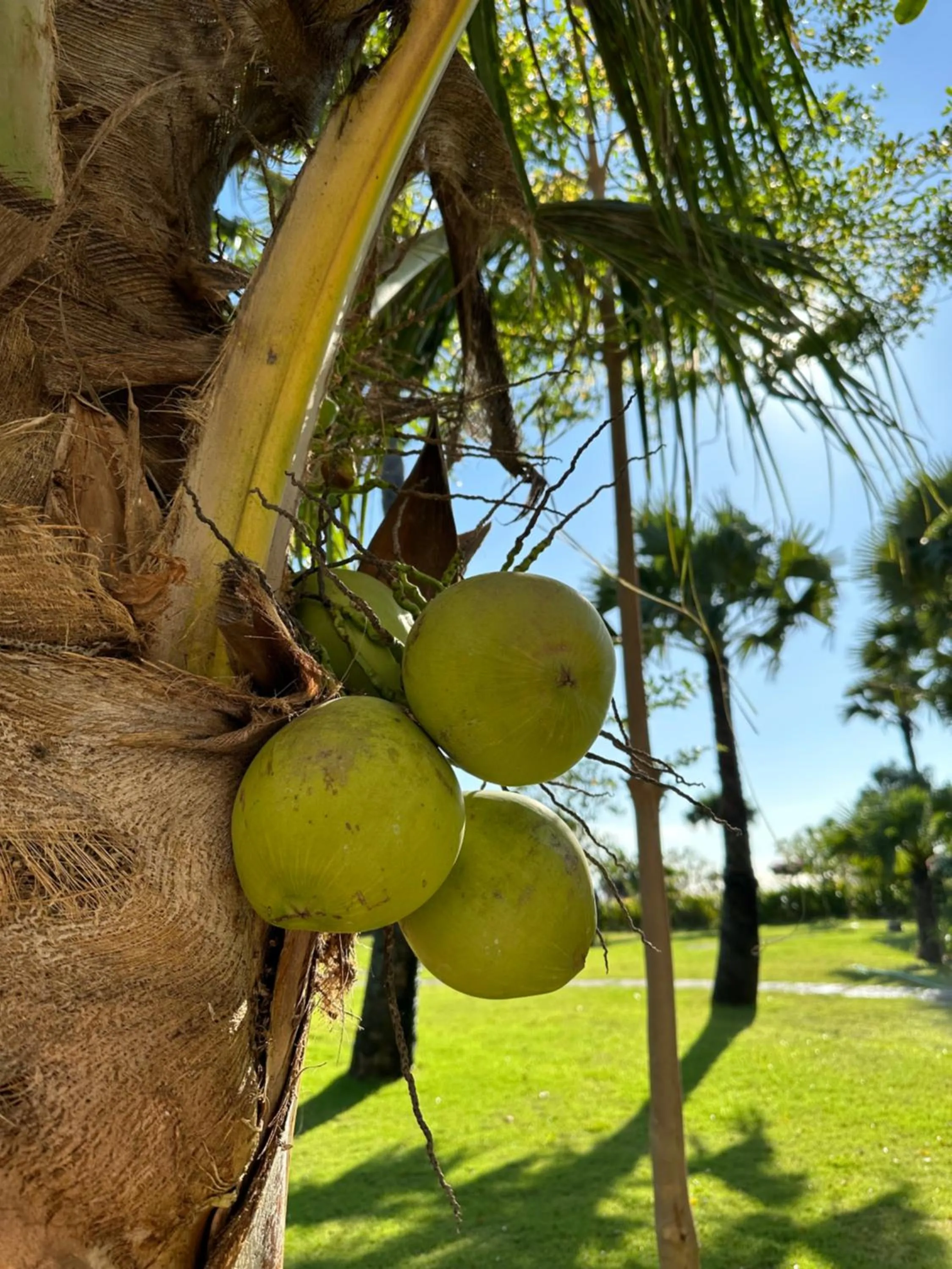 Garden in Palm Springs Bali Dive Resort