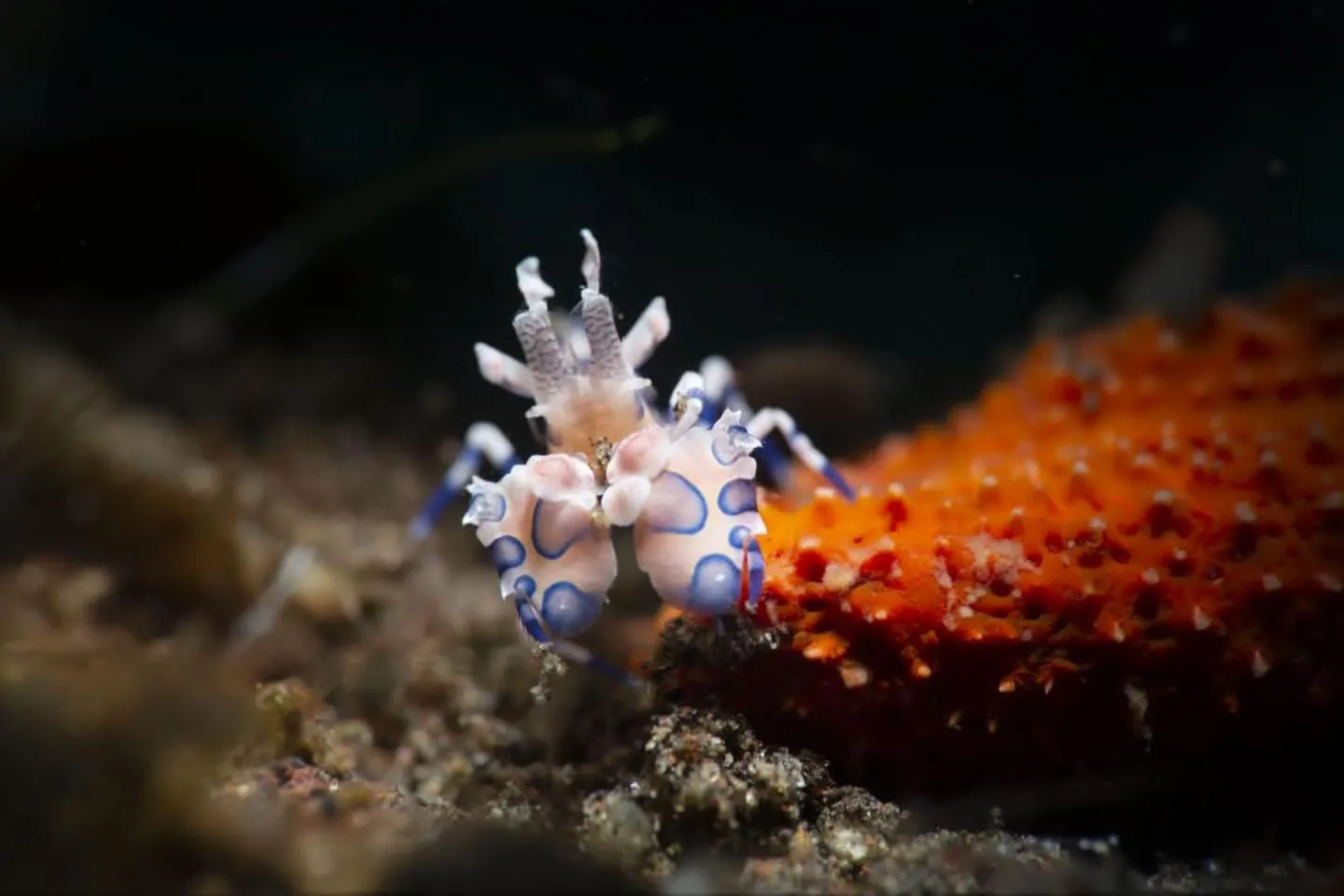 Diving in Palm Springs Bali Dive Resort
