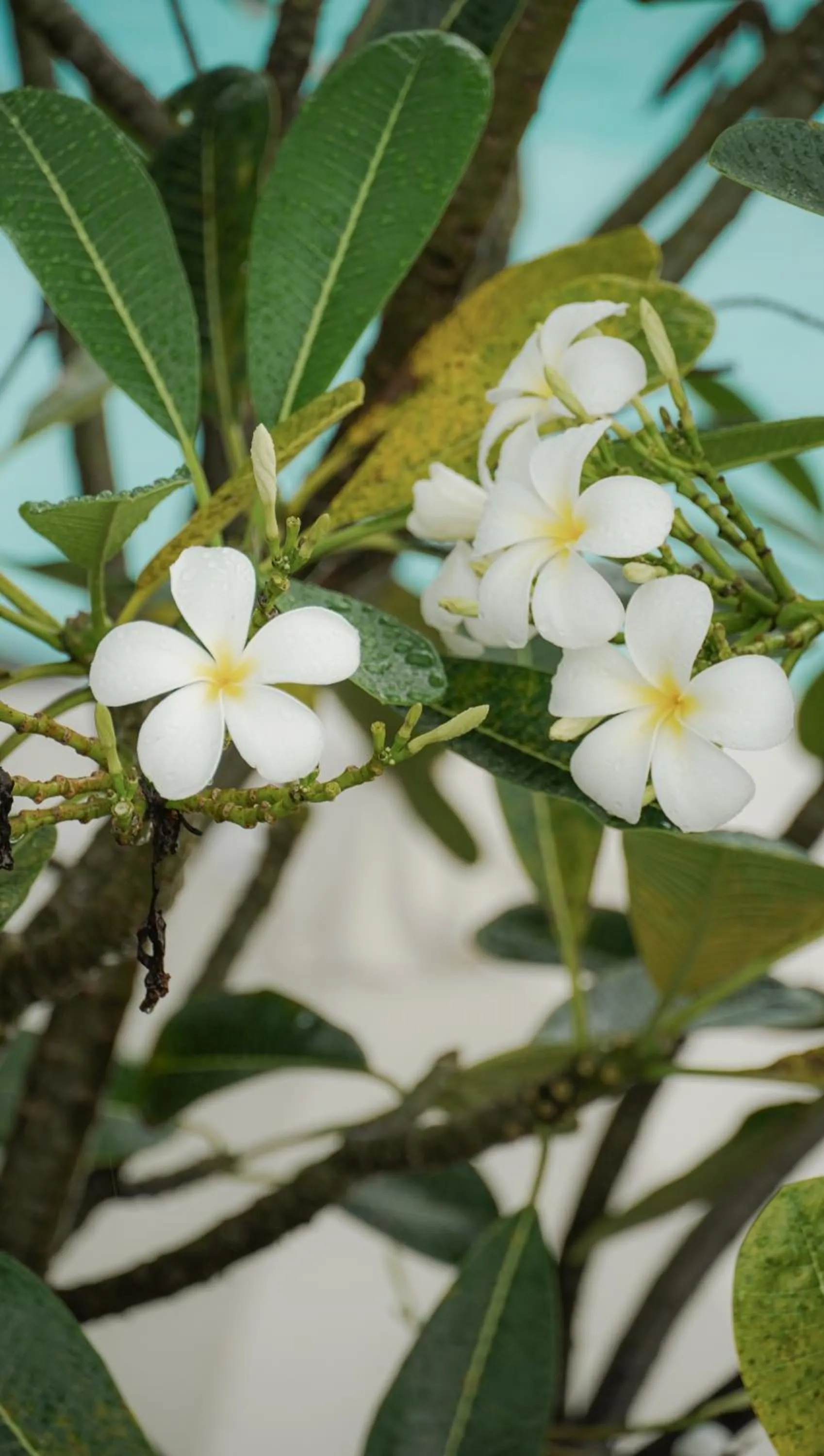 Garden in Palm Springs Bali Dive Resort