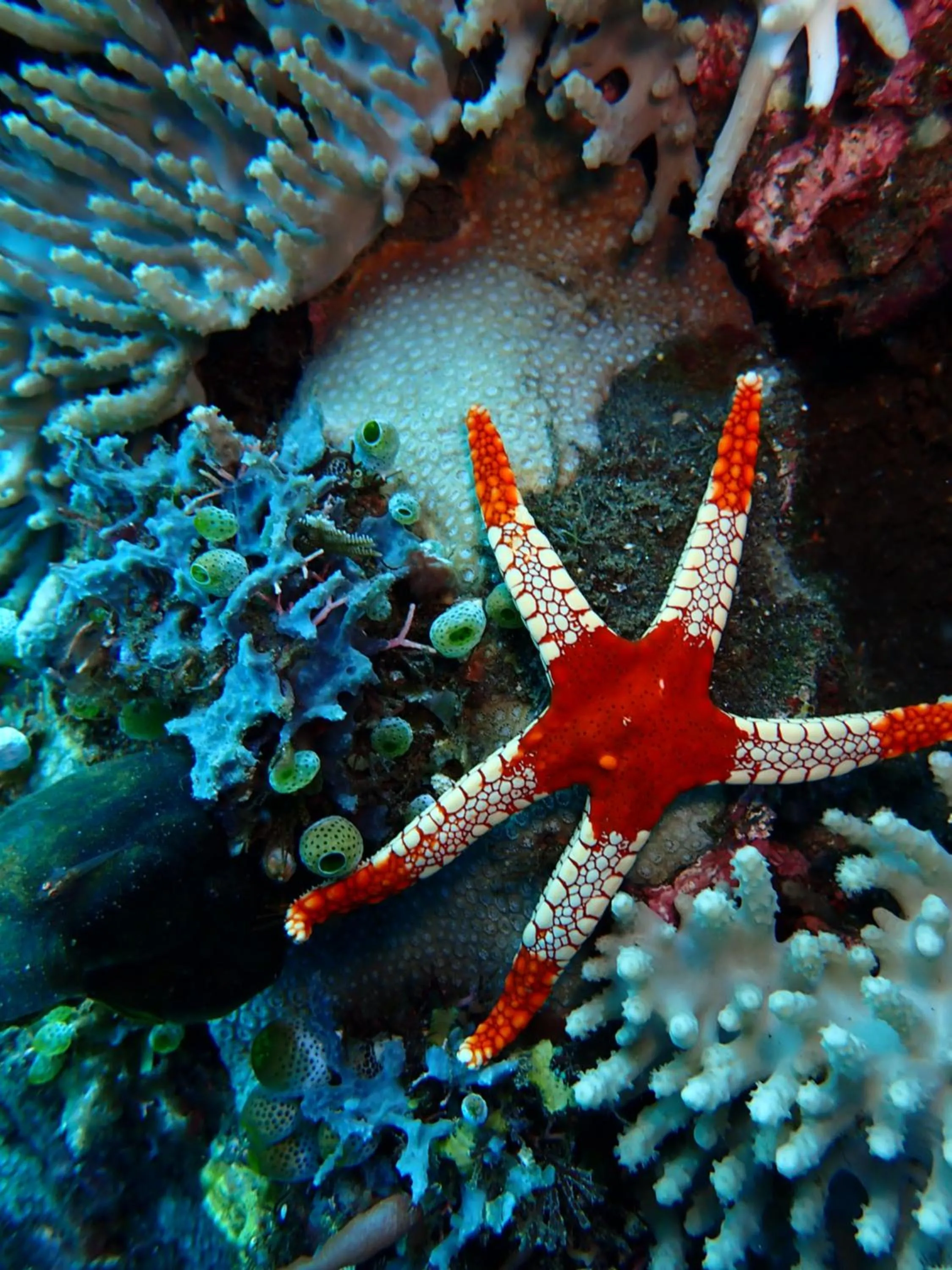 Diving in Palm Springs Bali Dive Resort