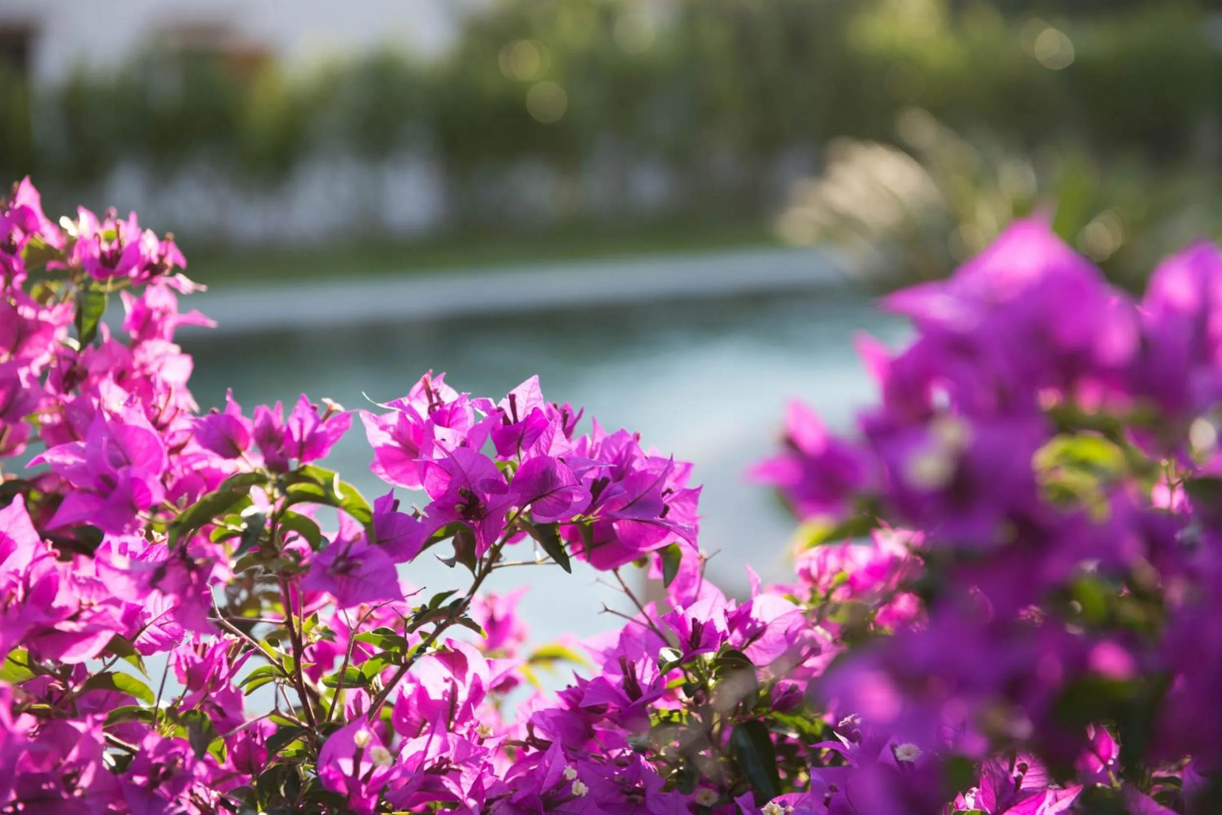 Garden view in Romantic Hotel & Restaurant Villa Cheta Elite