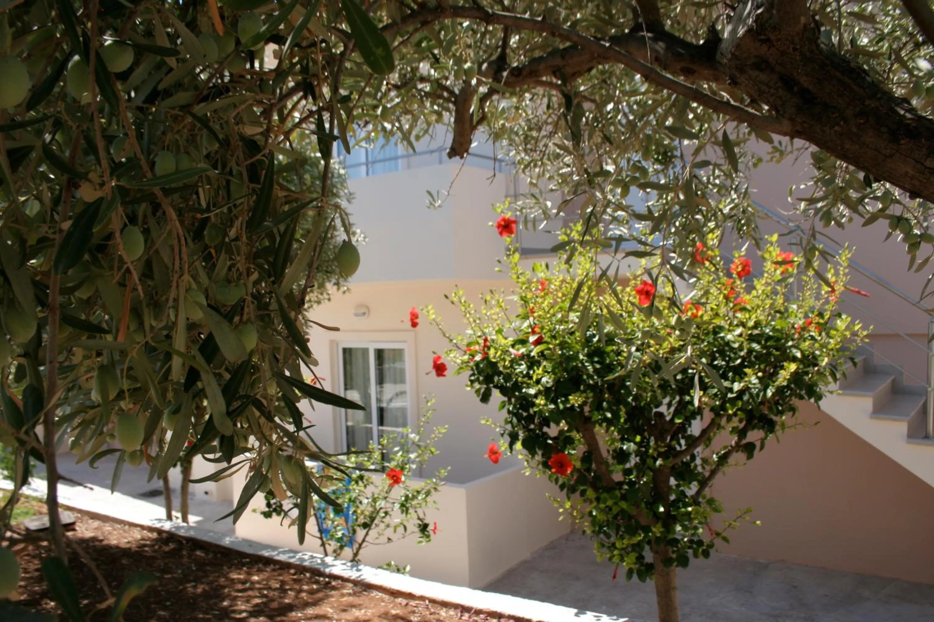 Garden in Amaryllis front beach hotel