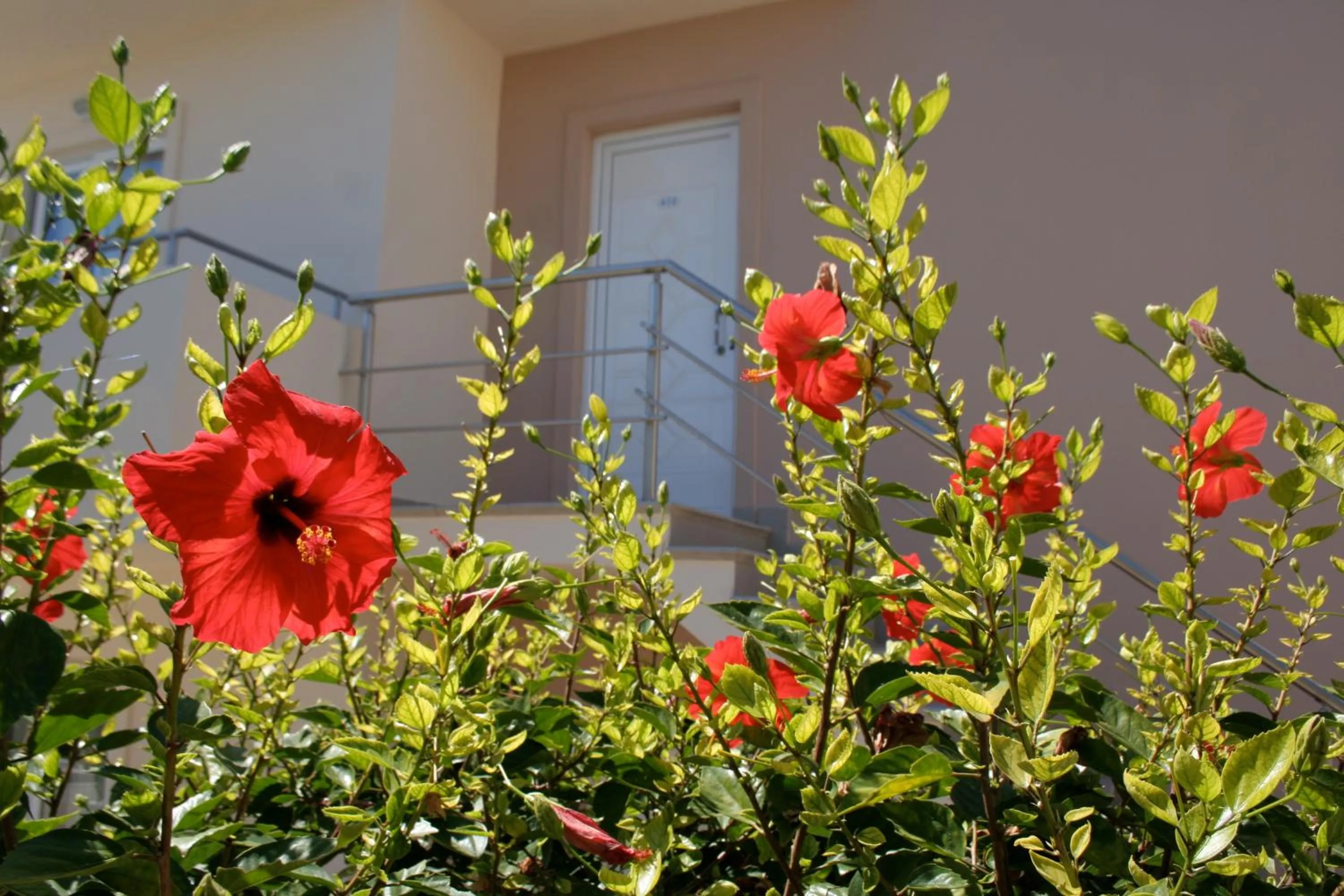 Garden view in Amaryllis front beach hotel