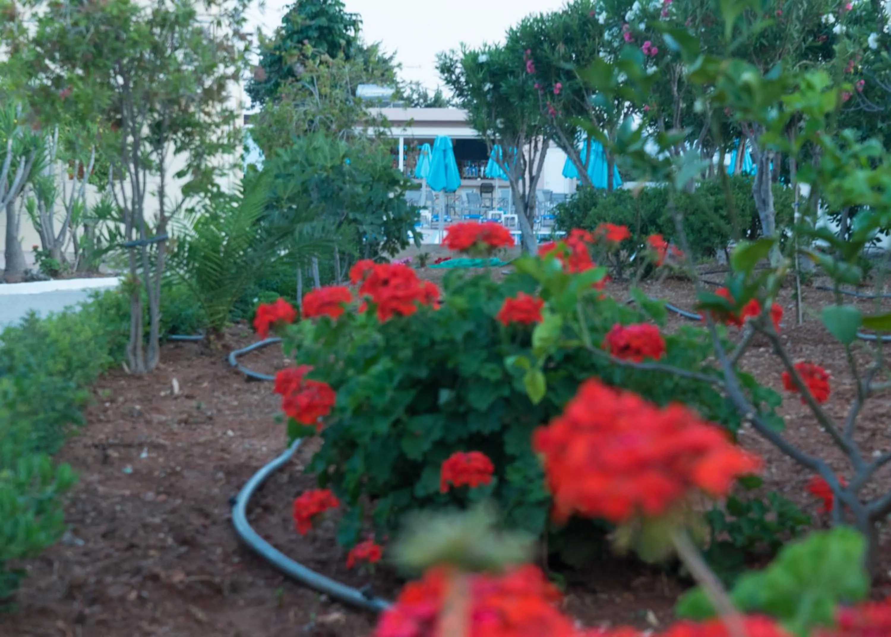 Day in Amaryllis front beach hotel