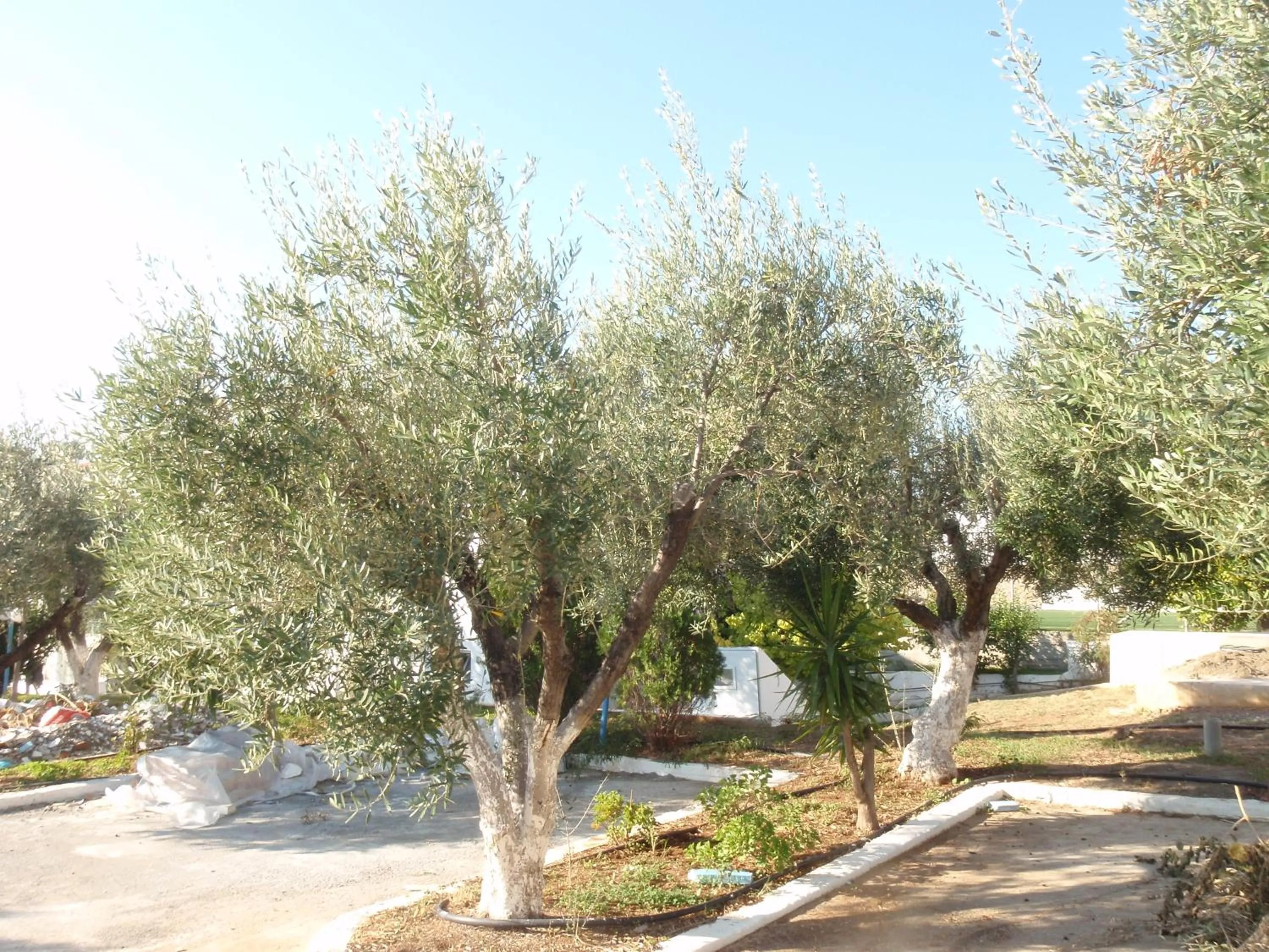 Garden view in Amaryllis front beach hotel