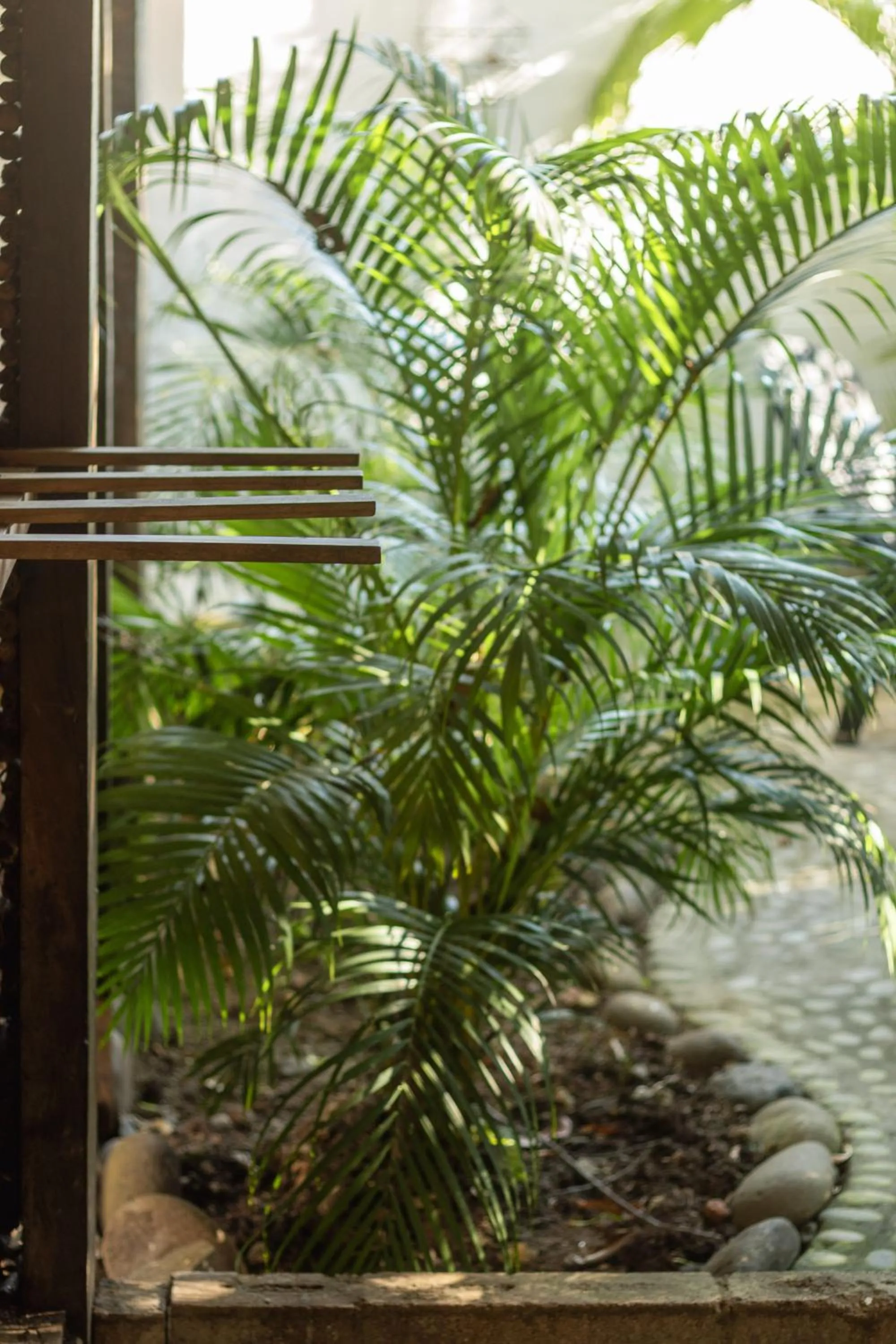 Garden in La Canasta