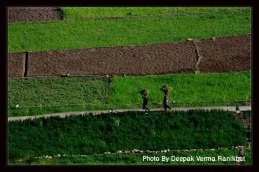 The Frostwood Resort