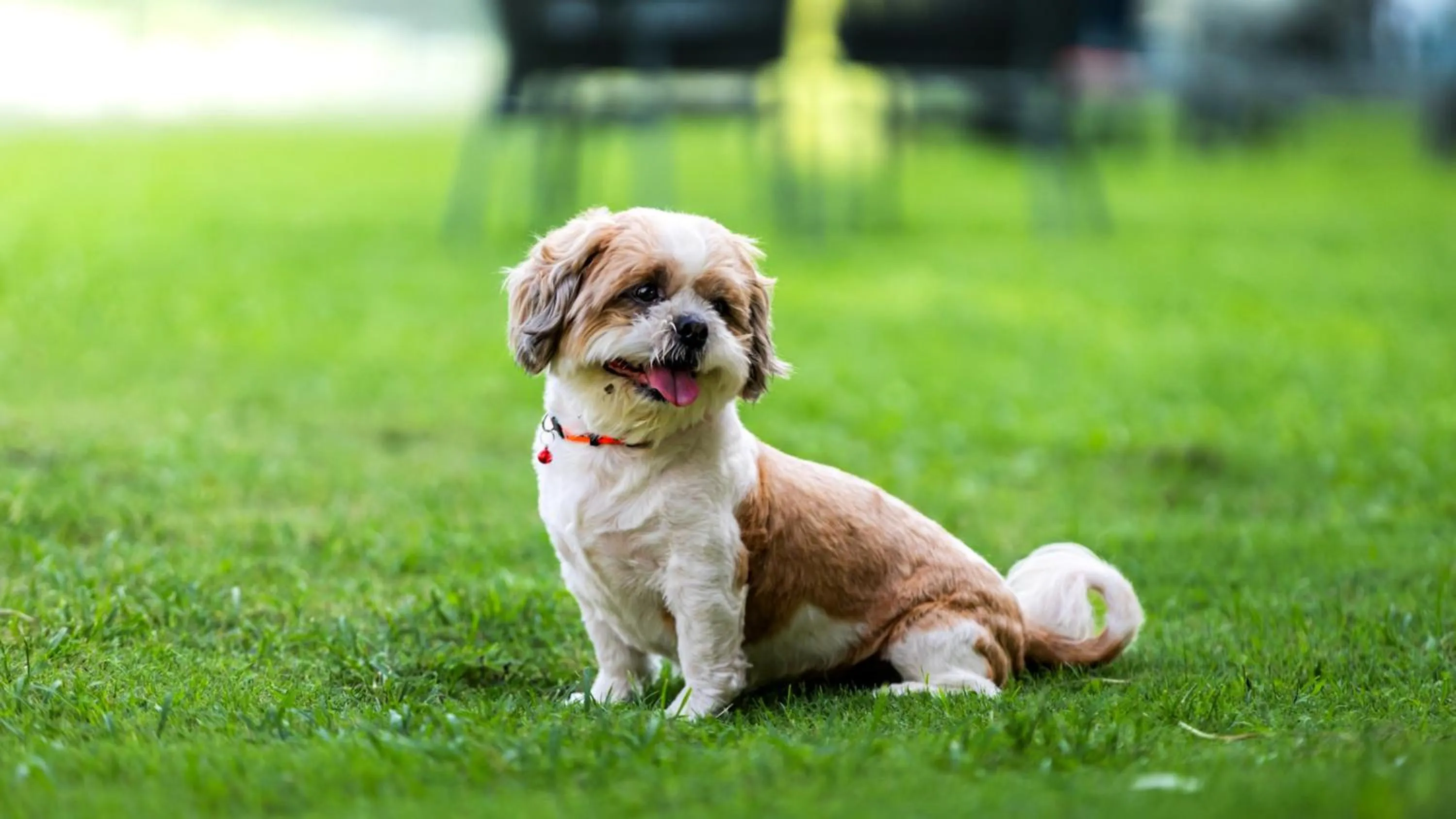 pet friendly in voco Jim Corbett by IHG