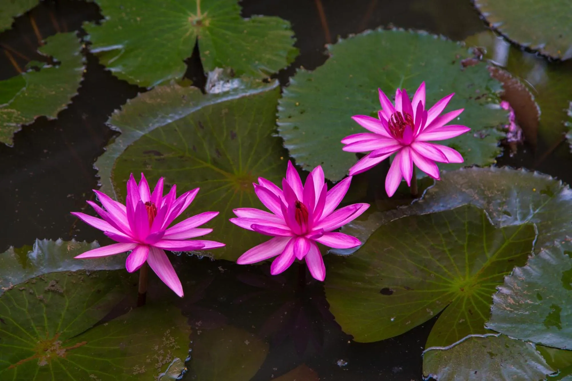 Kurialacherry House Alleppey