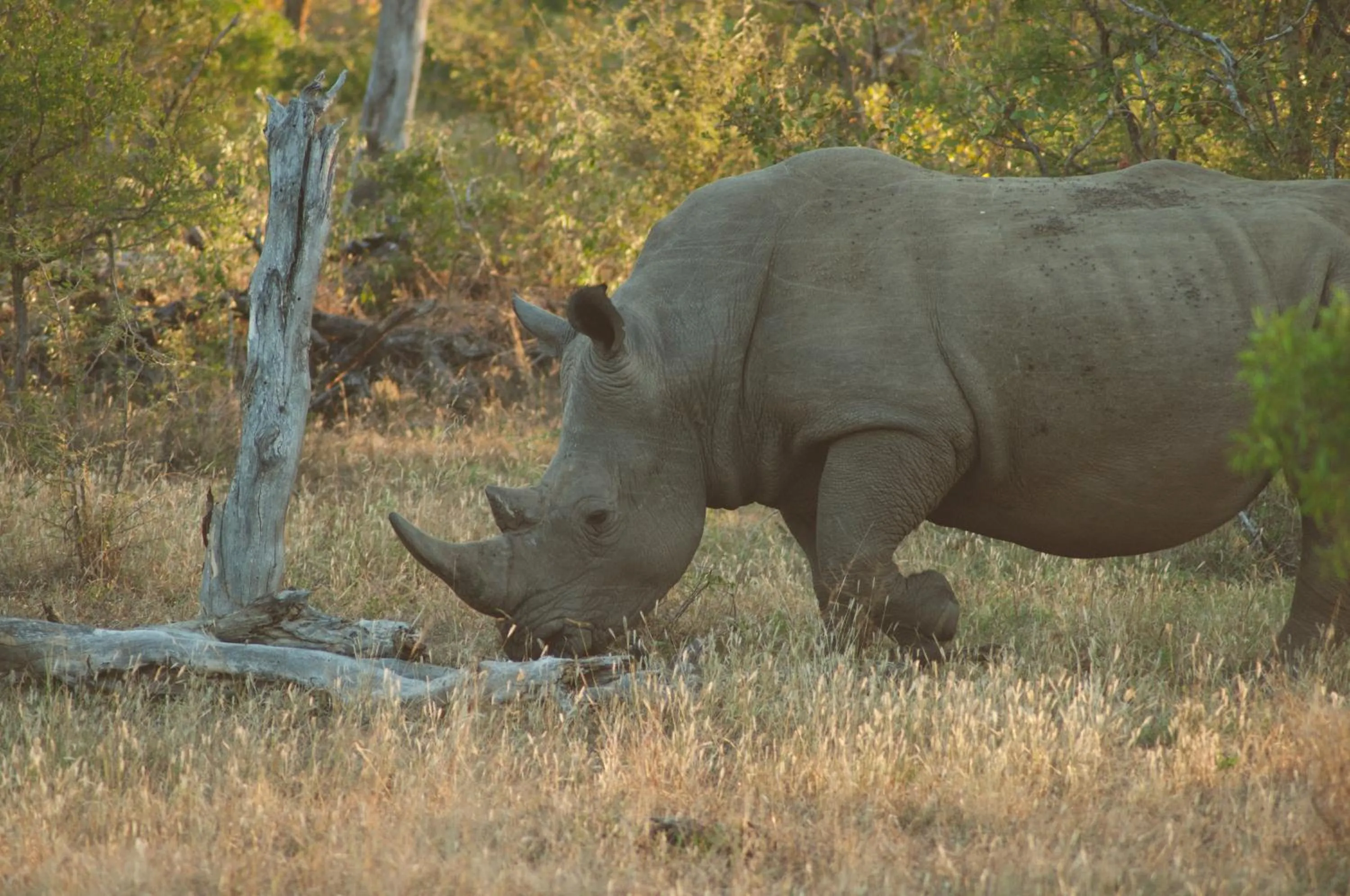 Animals in Baobab Ridge