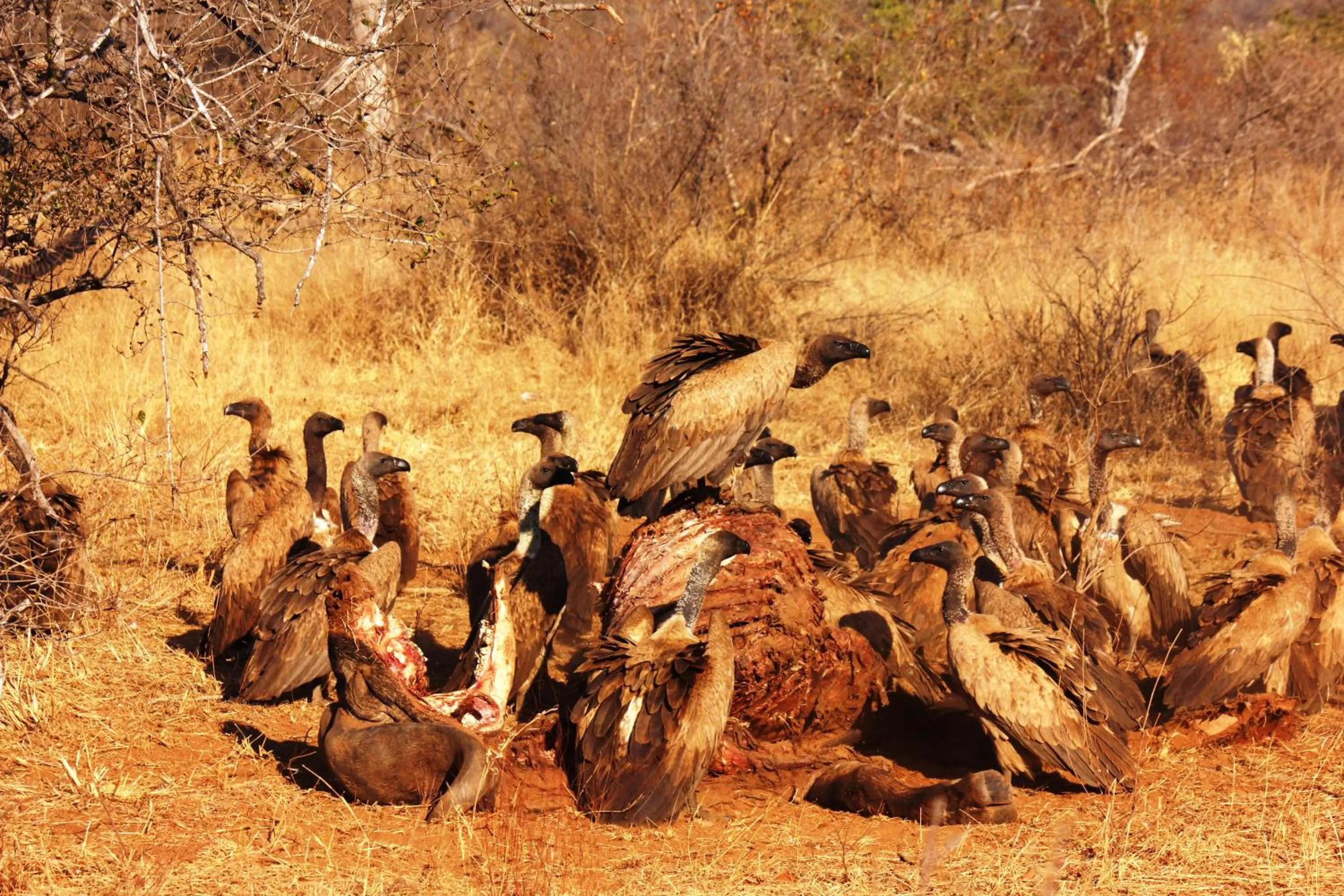 Animals in Baobab Ridge
