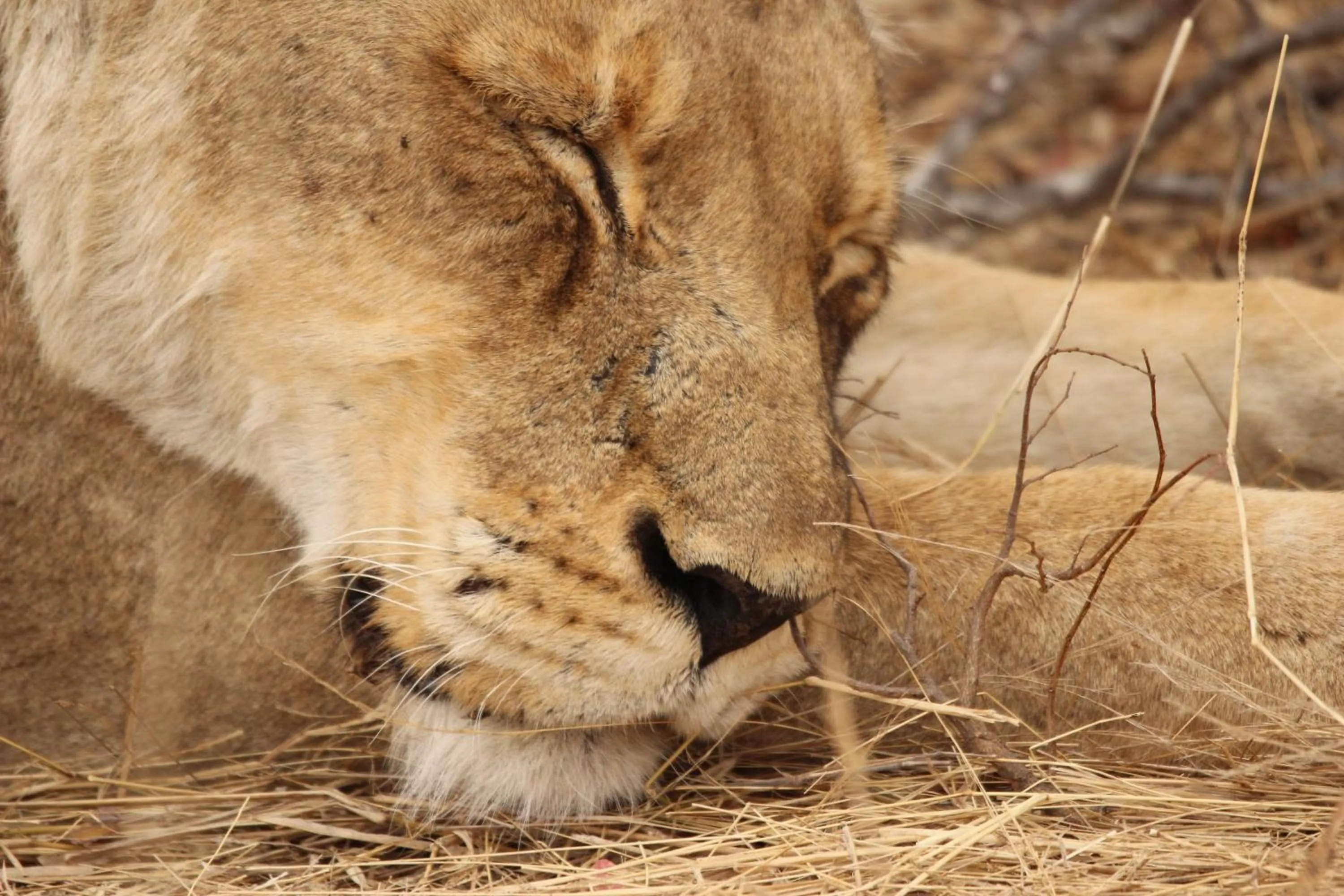 Animals in Baobab Ridge