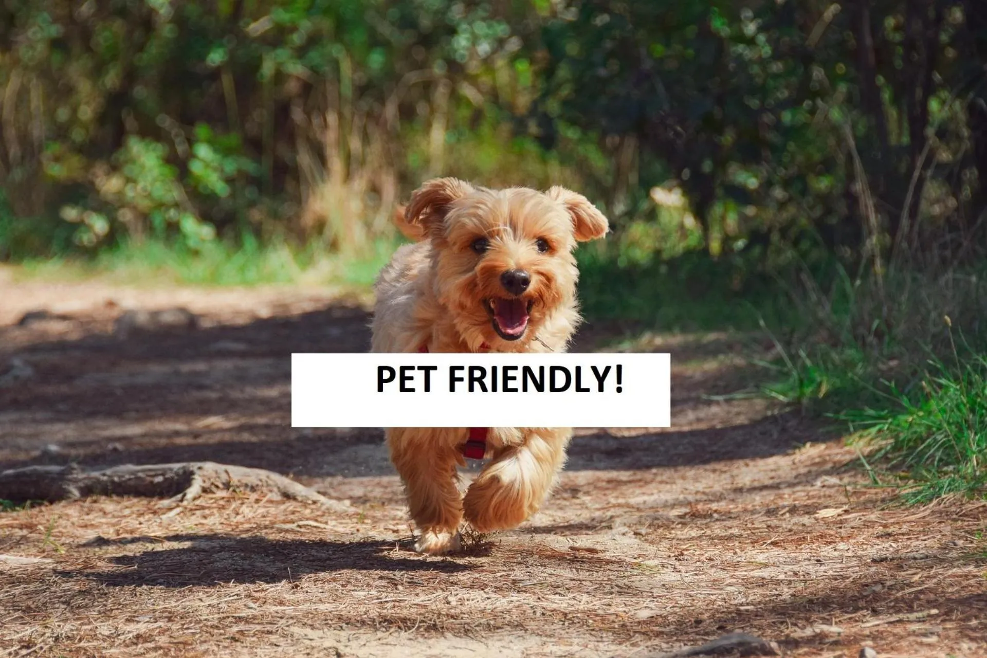 Pets in Room country-lake