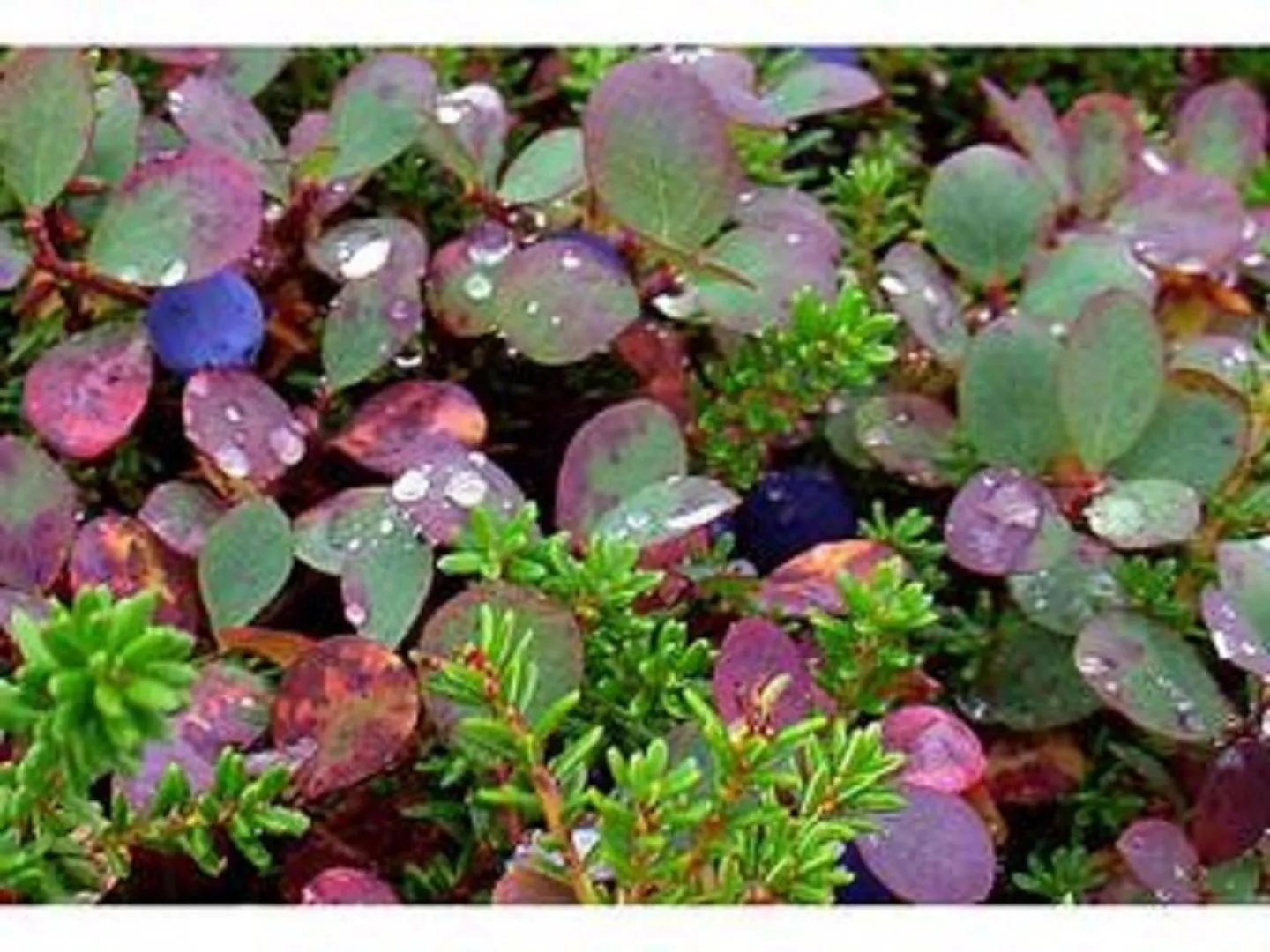 Activities in Arctic Paradise B&B