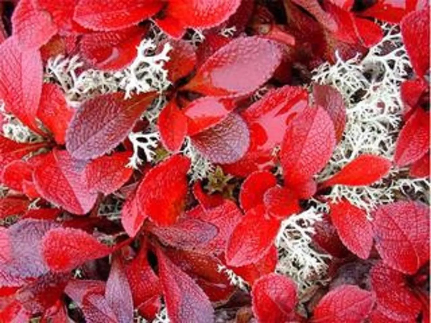 Activities in Arctic Paradise B&B