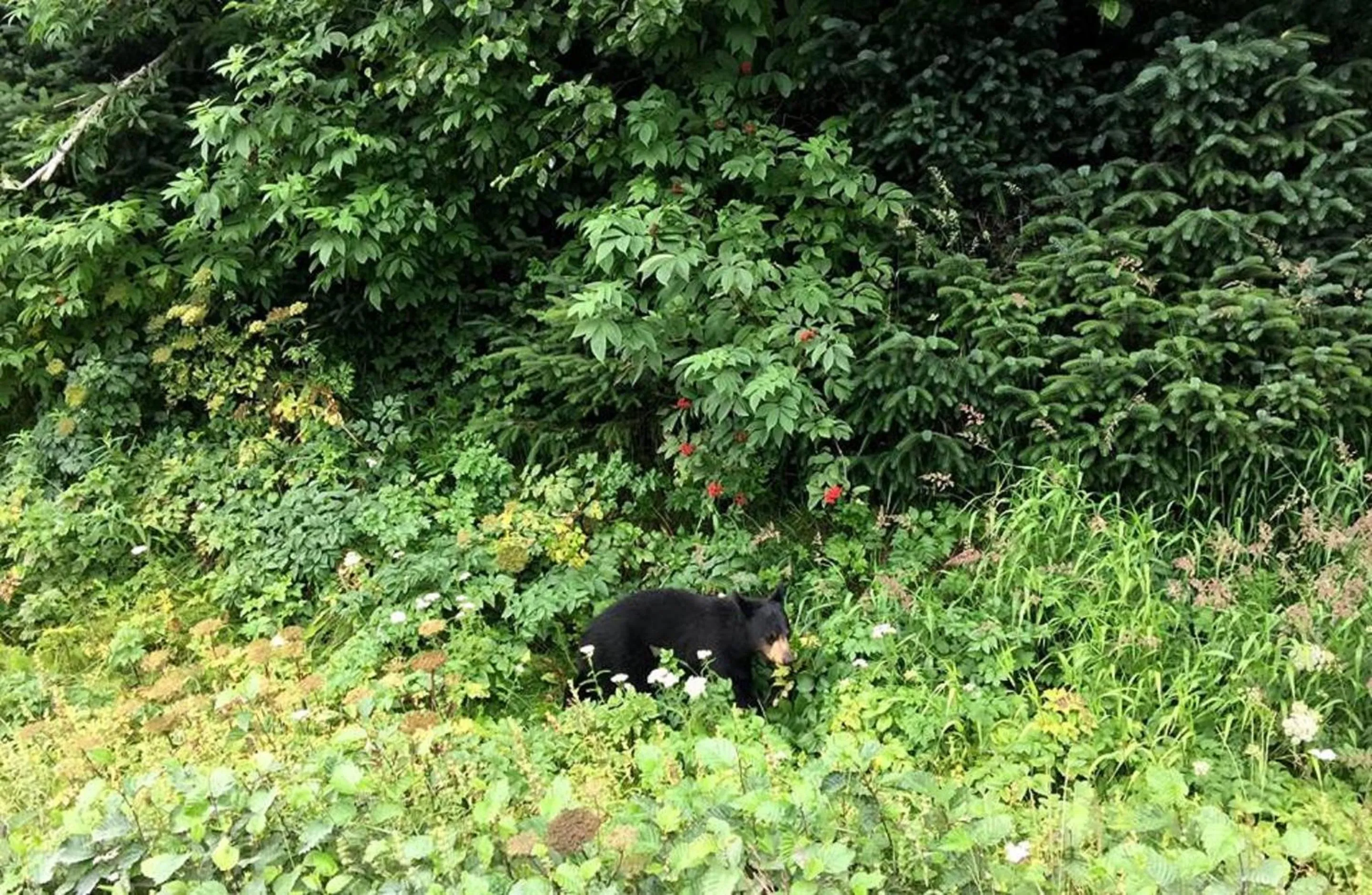Animals in Arctic Paradise B&B