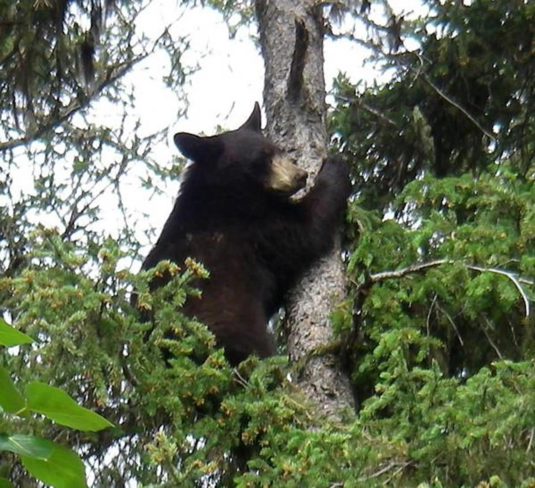 Animals in Arctic Paradise B&B