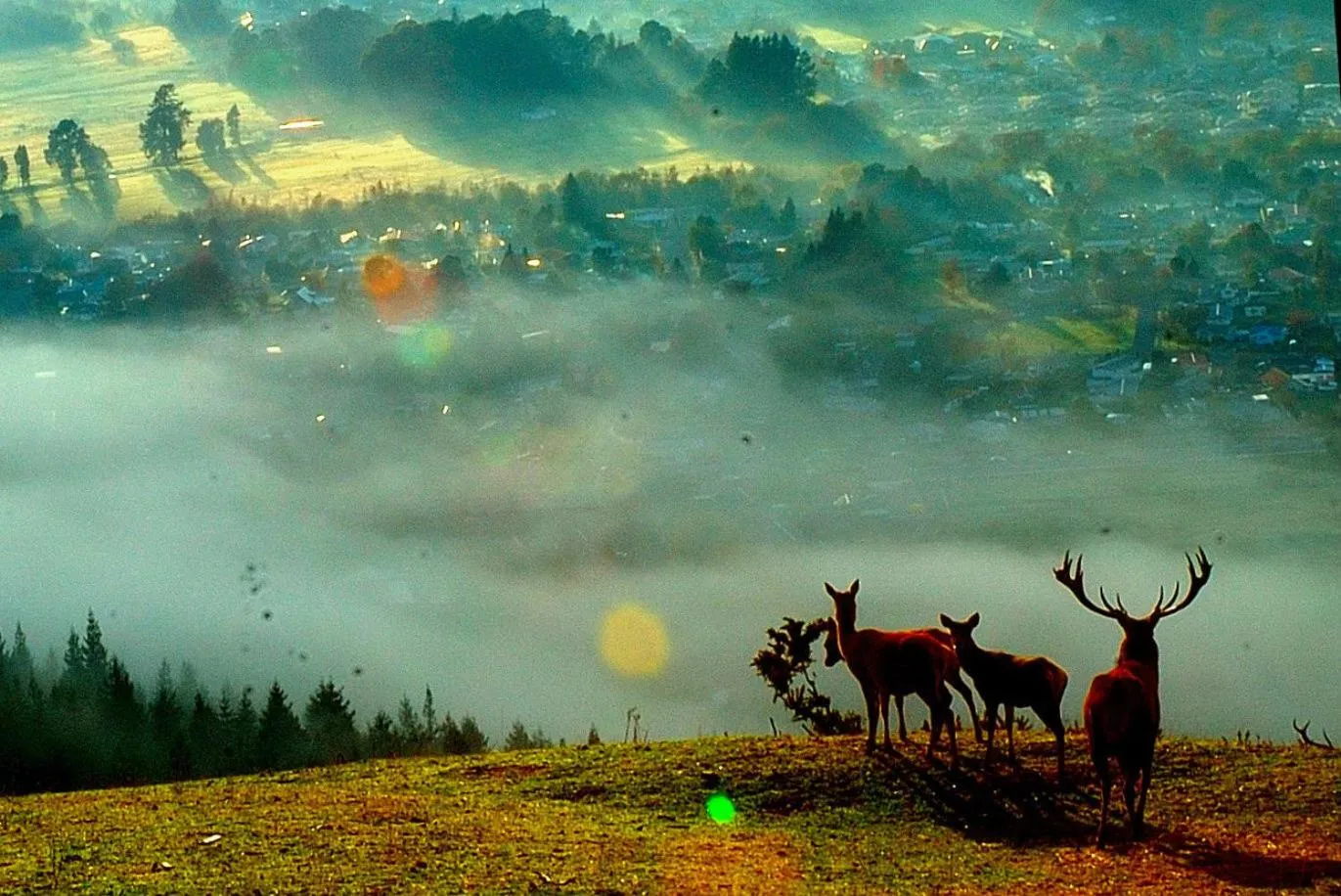 Animals in Aorangi Mountain Lodge