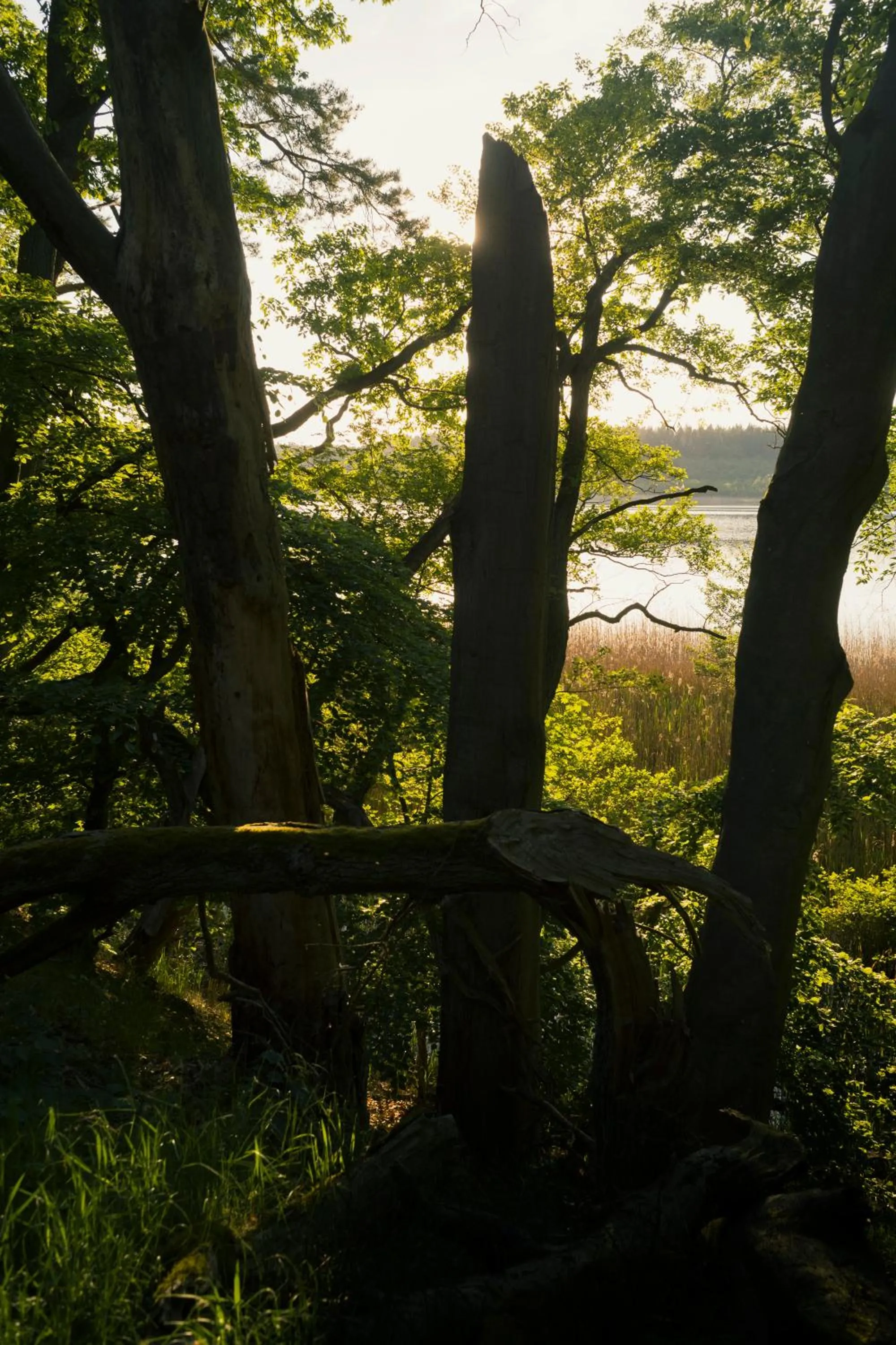 Natural landscape in Gasthaus Canow