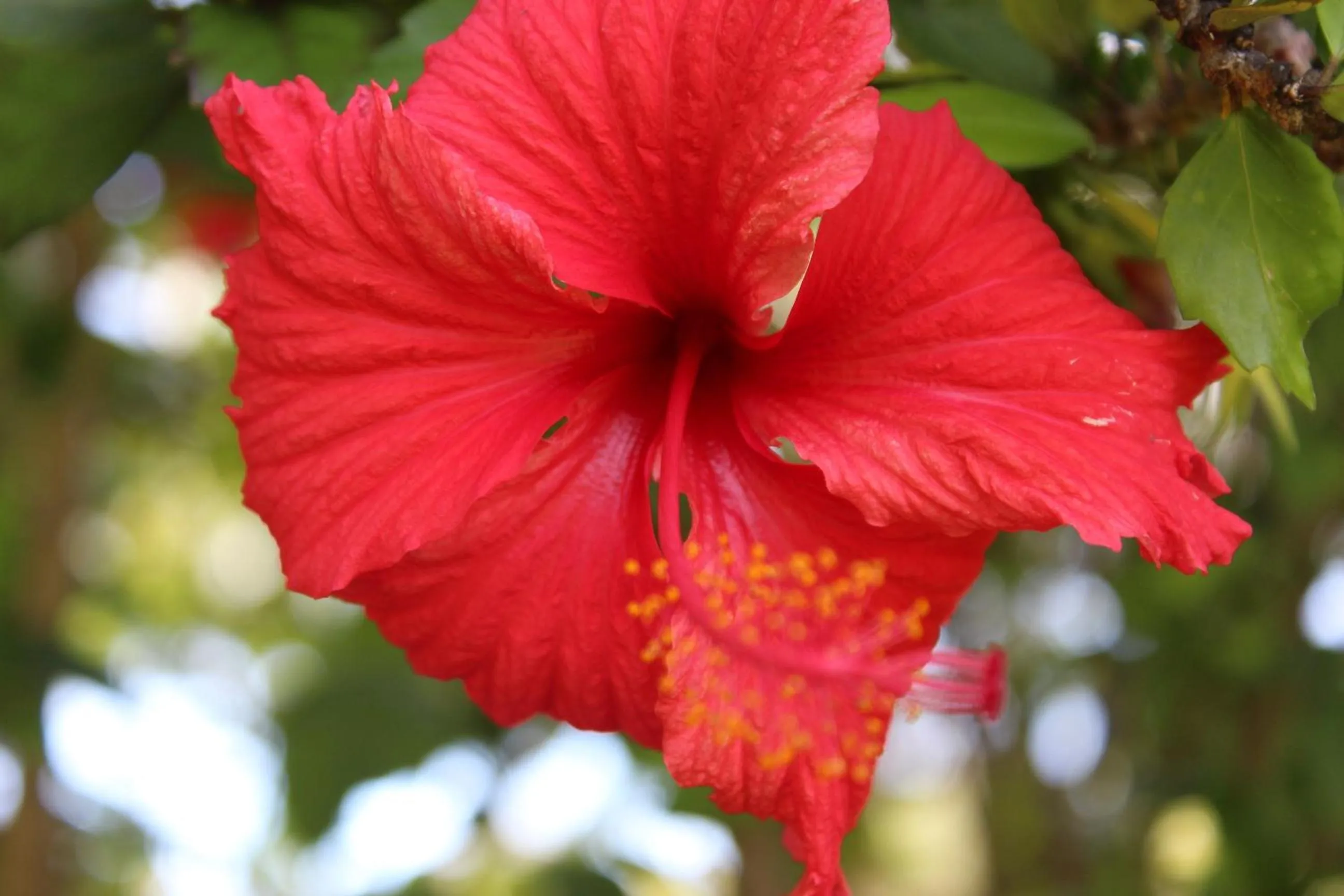 Garden in Amaroo On Mandalay, Magnetic Island