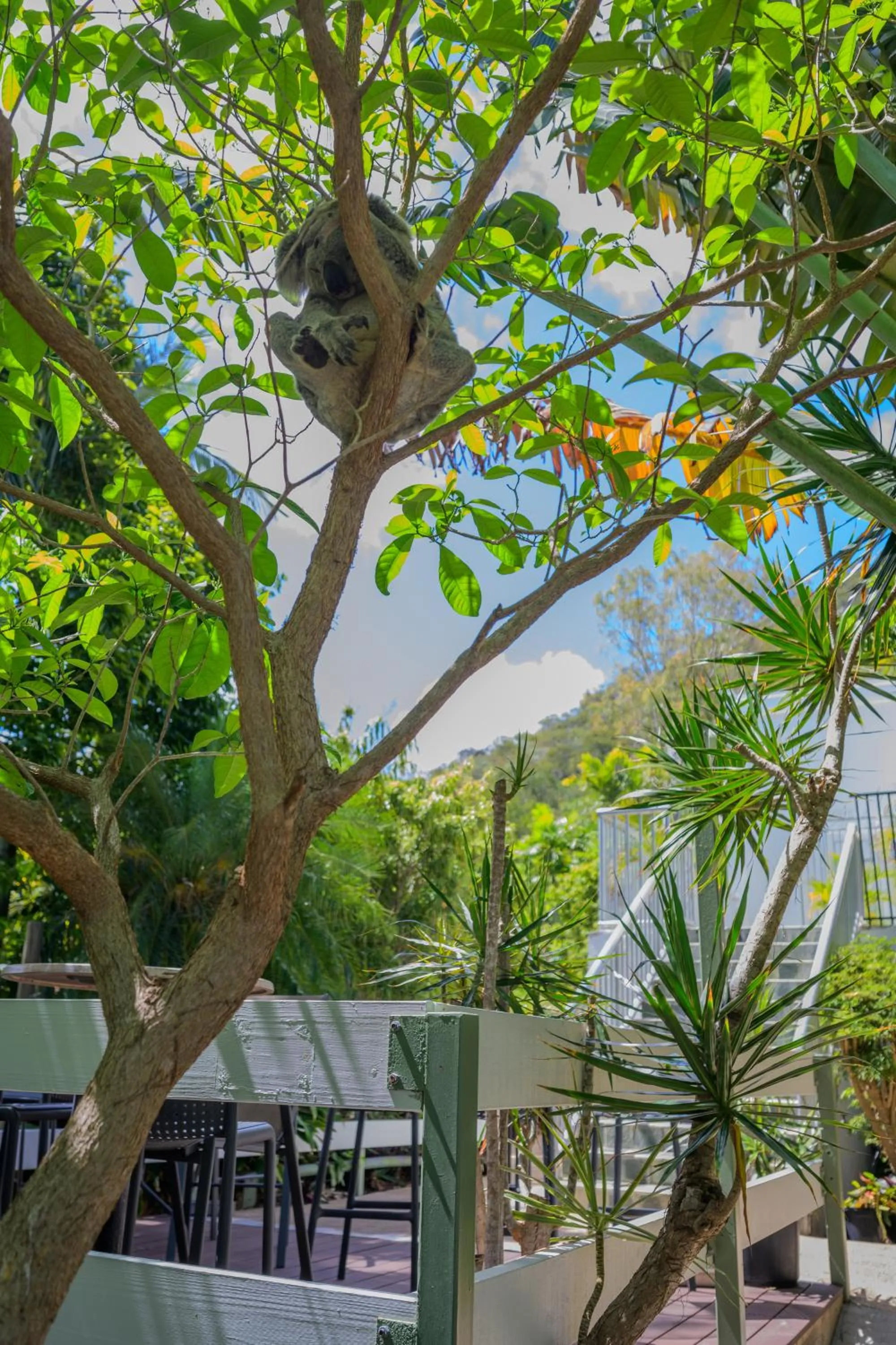 Animals in Amaroo On Mandalay, Magnetic Island