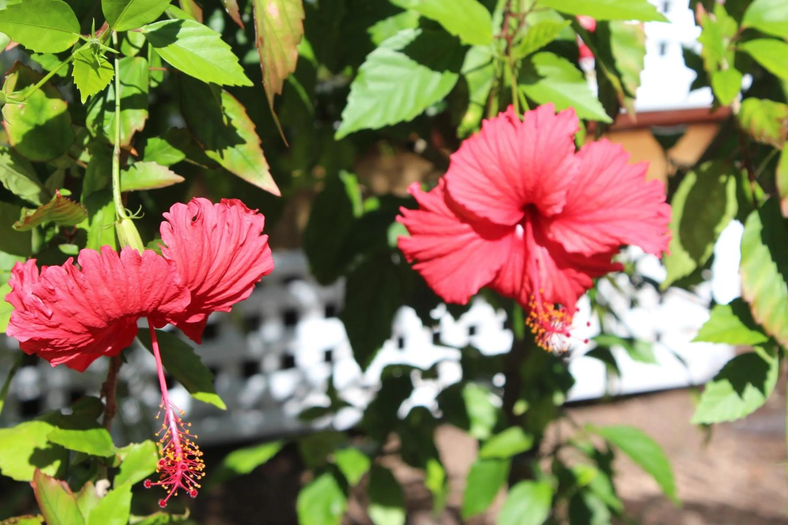 Other in Amaroo On Mandalay, Magnetic Island