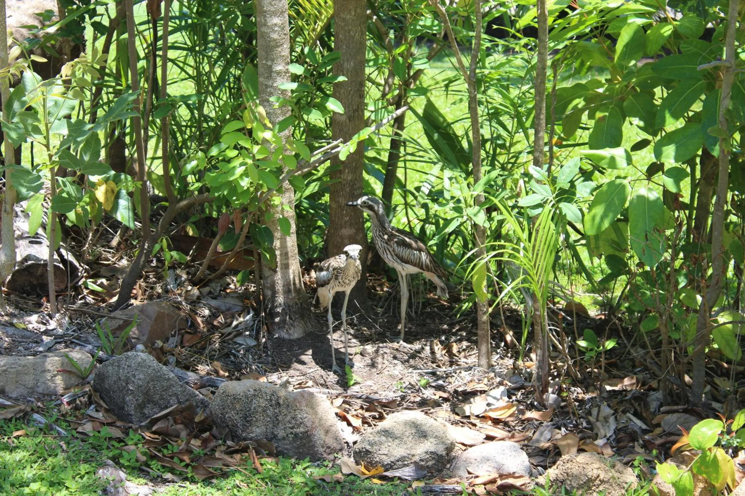 Day in Amaroo On Mandalay, Magnetic Island