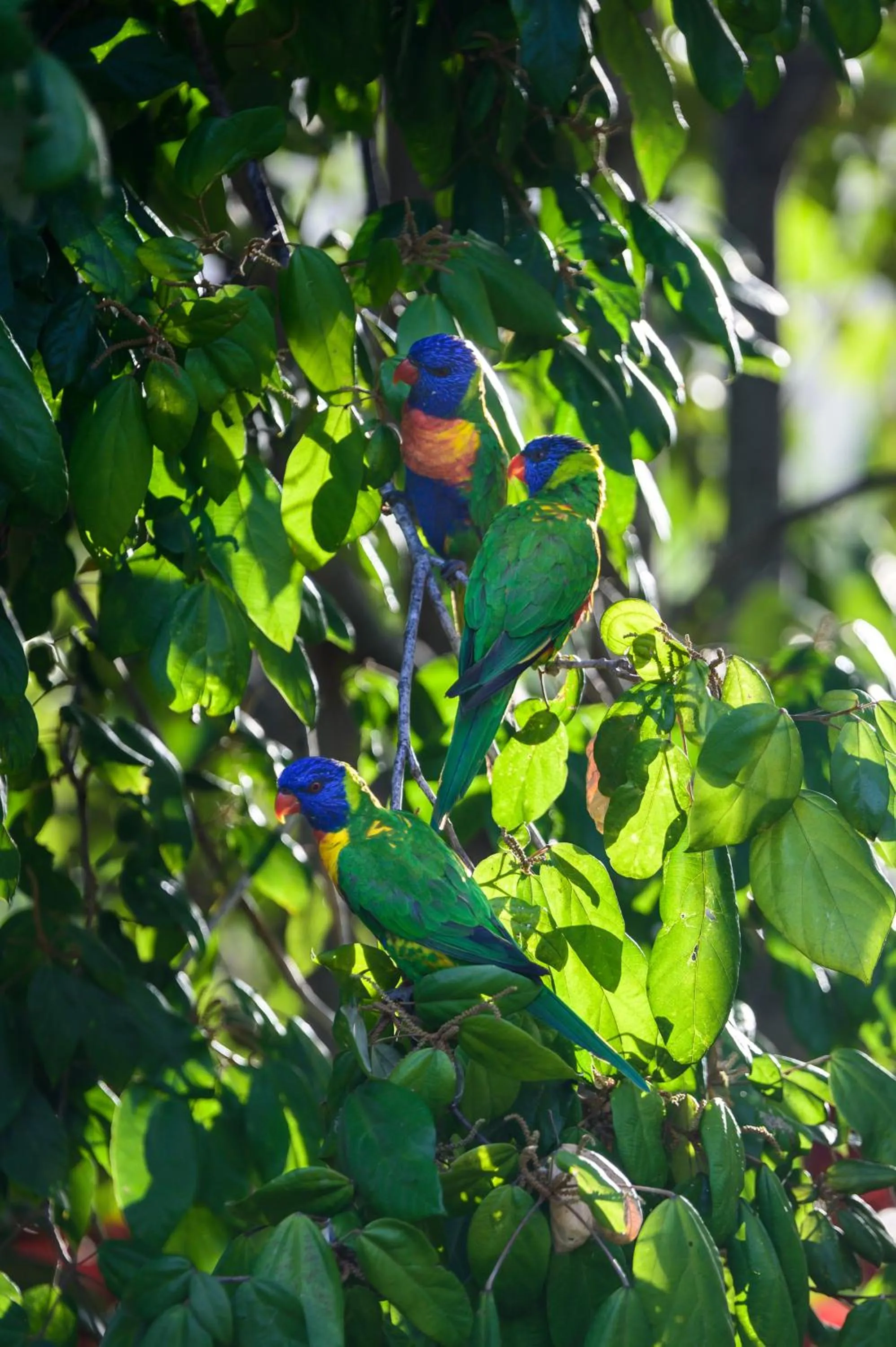 Garden in Amaroo On Mandalay, Magnetic Island