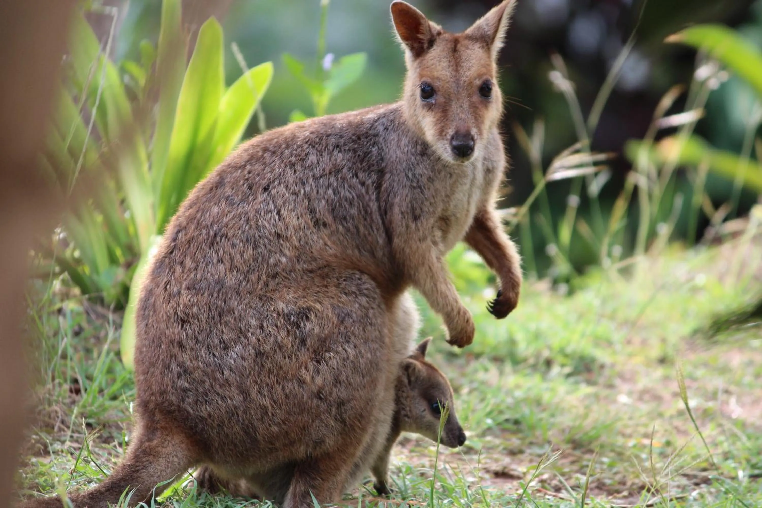 Animals in Amaroo On Mandalay, Magnetic Island