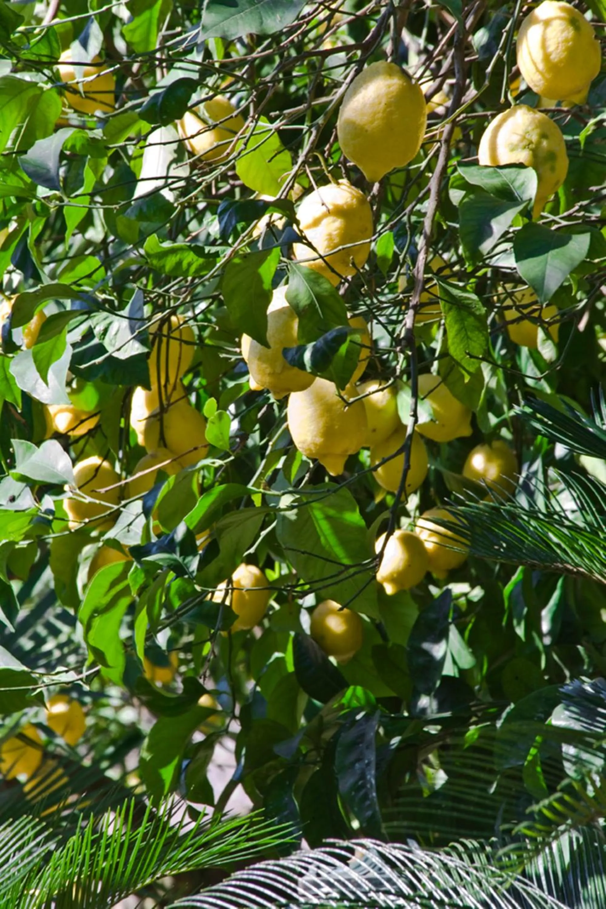 Garden in Chalet Lidia