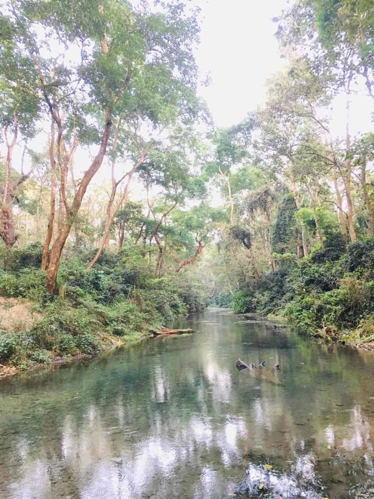 Natural landscape in Hotel BhupuSainik Sauraha, Chitwan