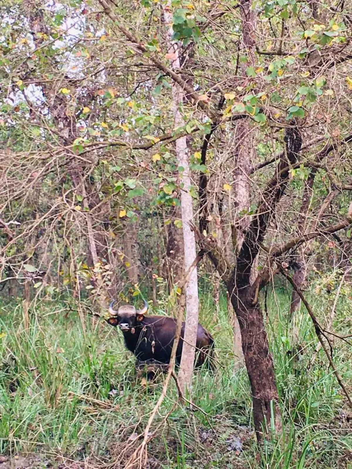 Activities in Hotel BhupuSainik Sauraha, Chitwan