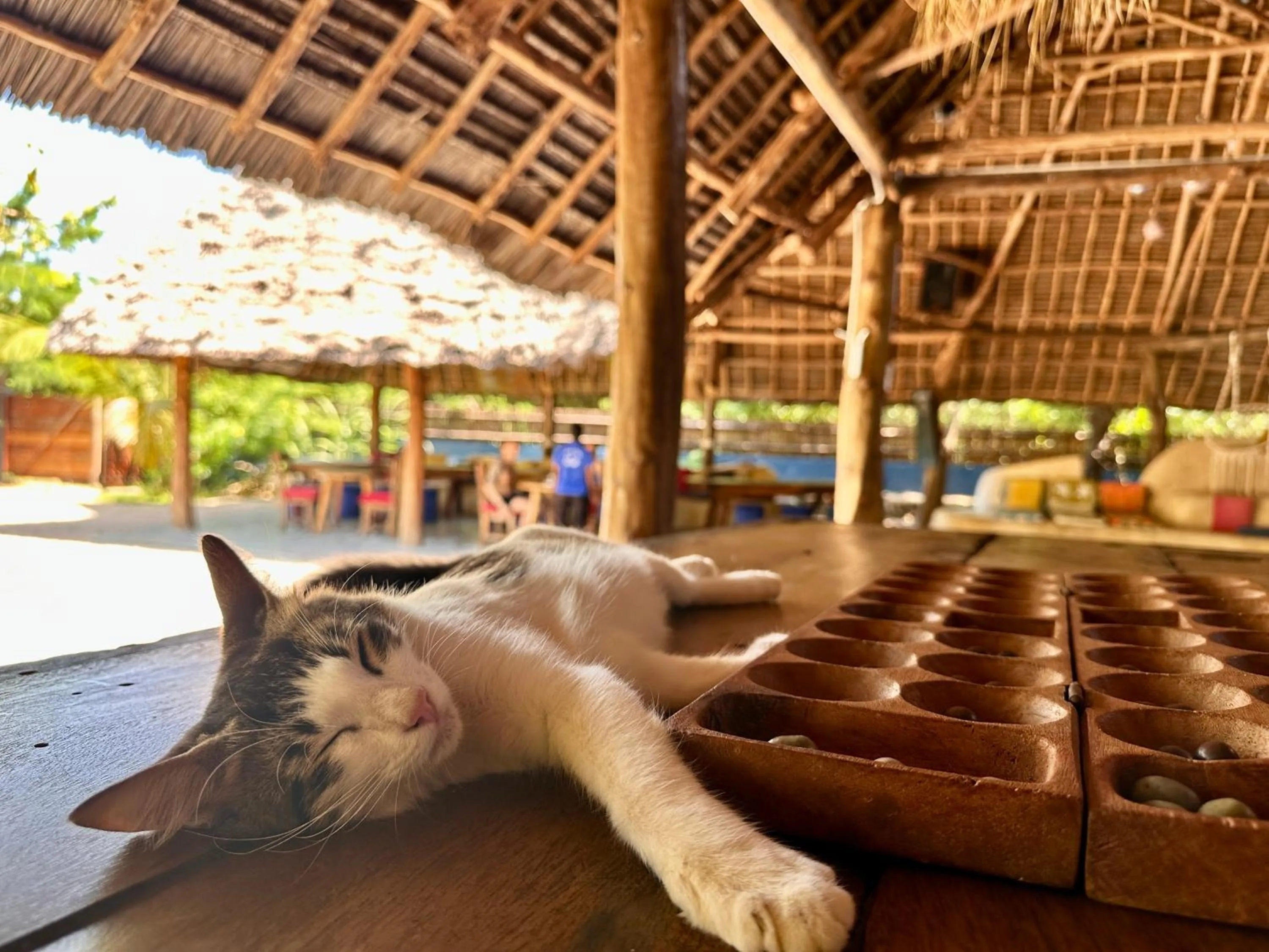 Restaurant/places to eat in Kameleon Blue