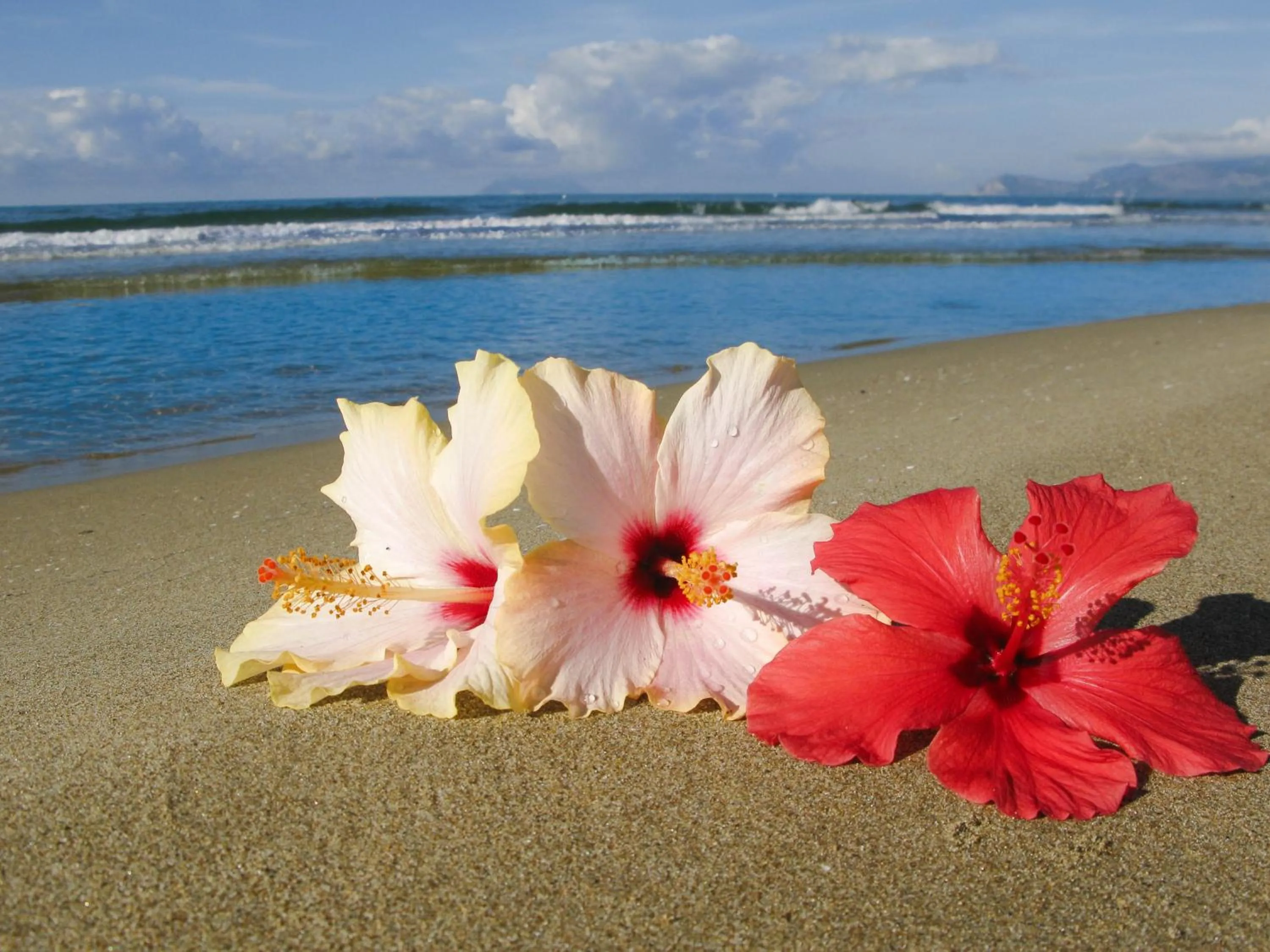 Natural landscape in Hotel Aurora