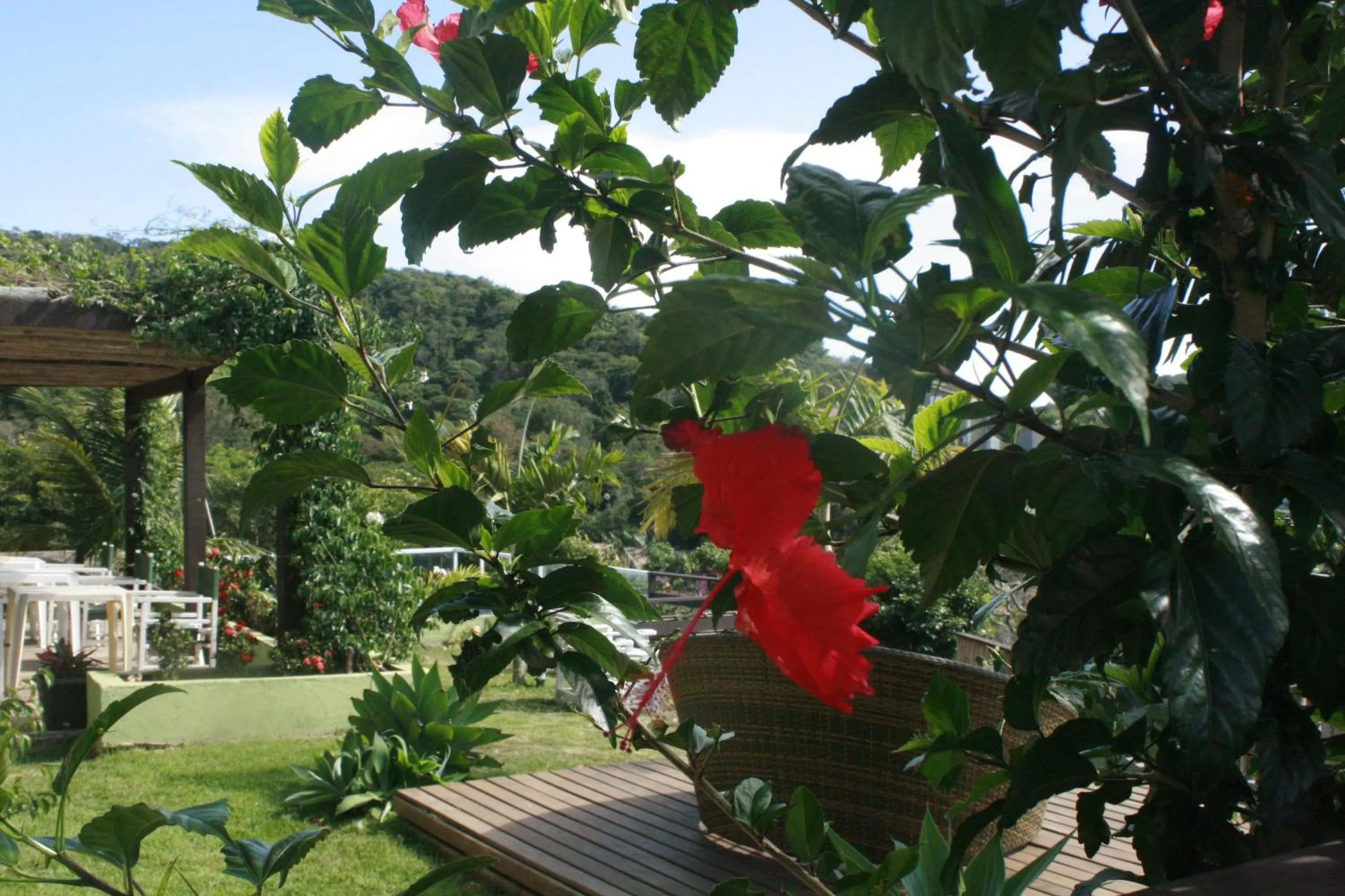 Garden in Pousada Zanzibar