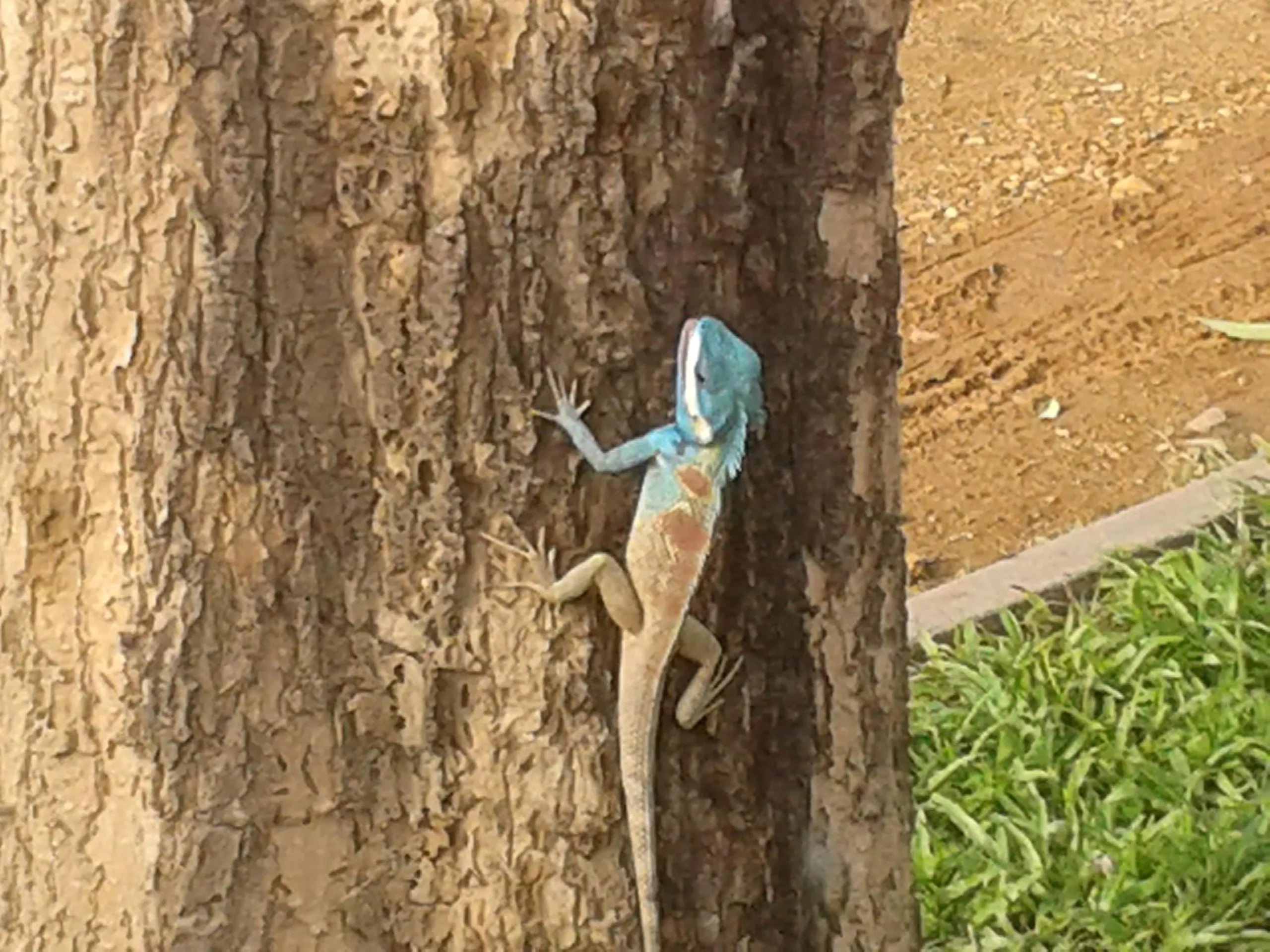 Animals in Huan Chiang Dao Resort