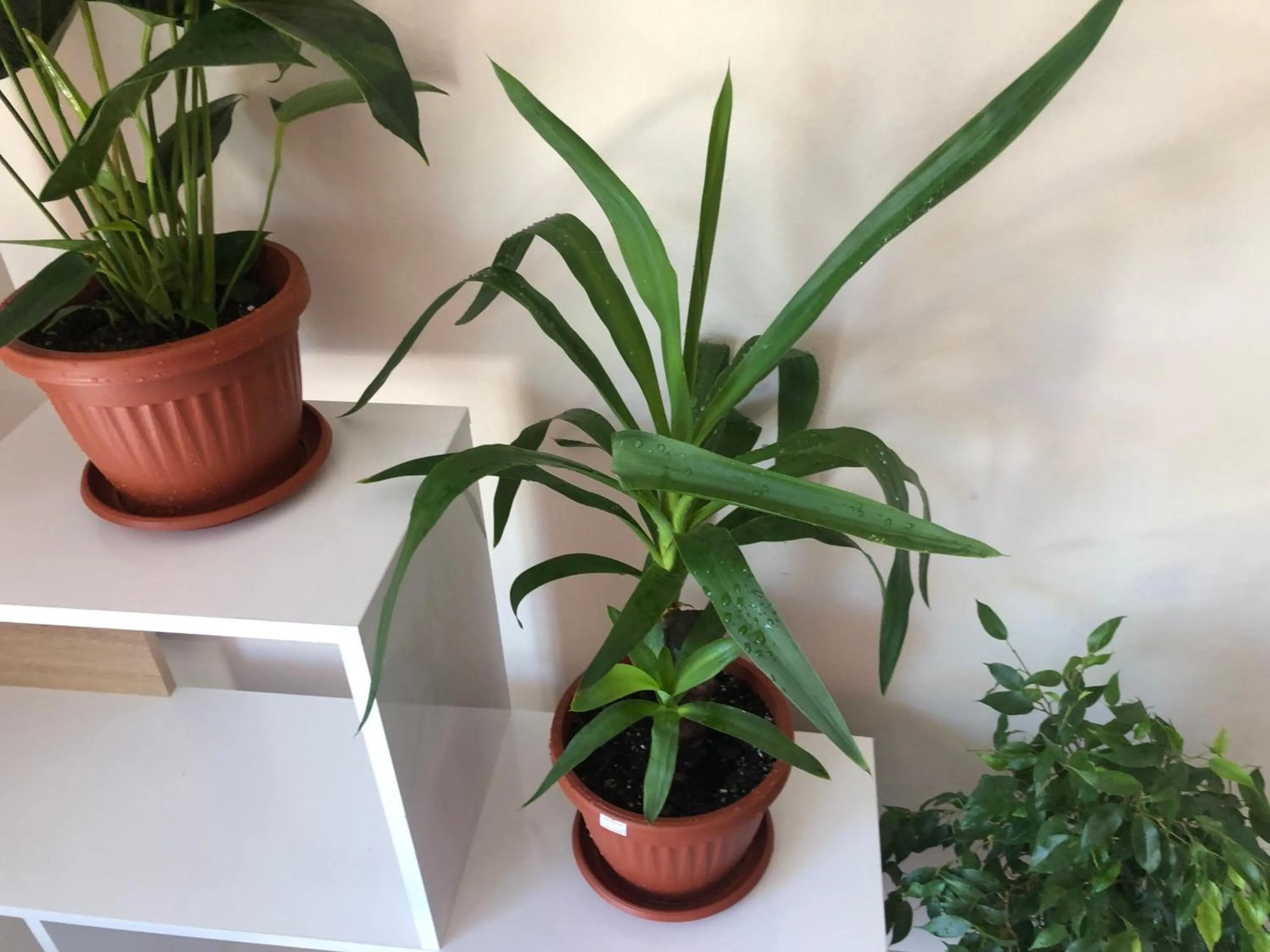 Decorative detail in Hakuna Matata Guest House