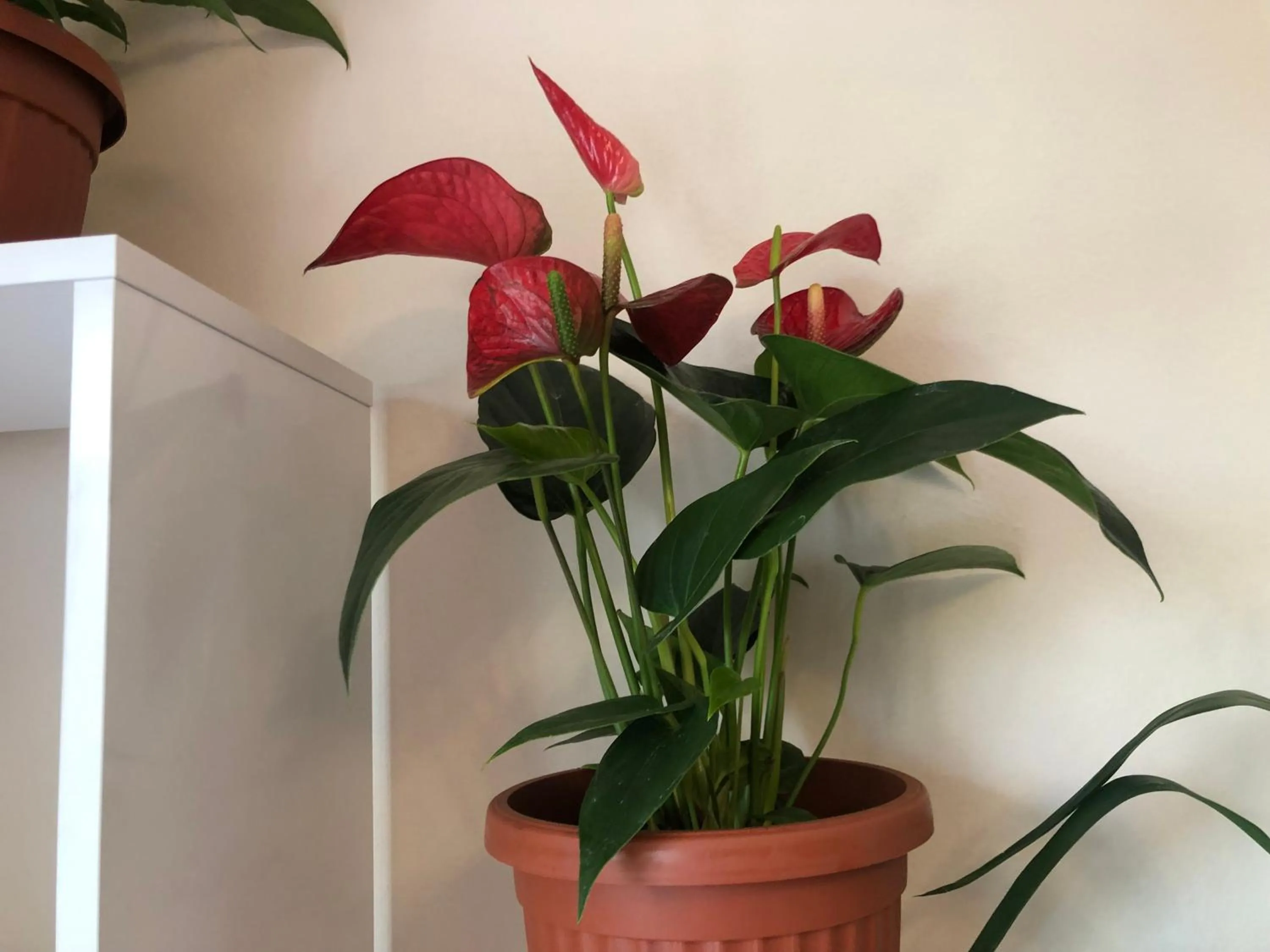 Natural landscape in Hakuna Matata Guest House