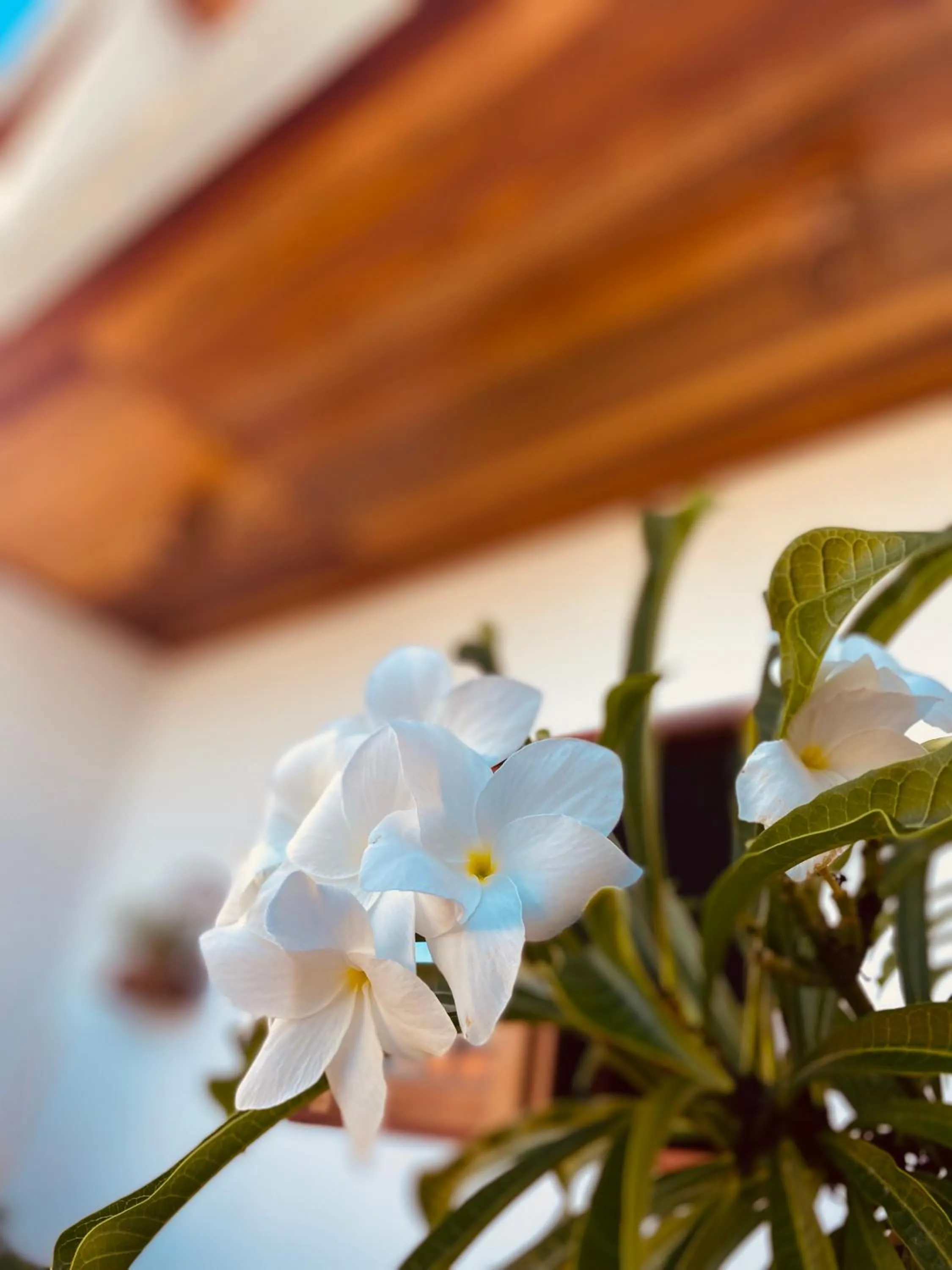 Balcony/Terrace in Beach Eco Stays Hotel Boutique Lagoinha