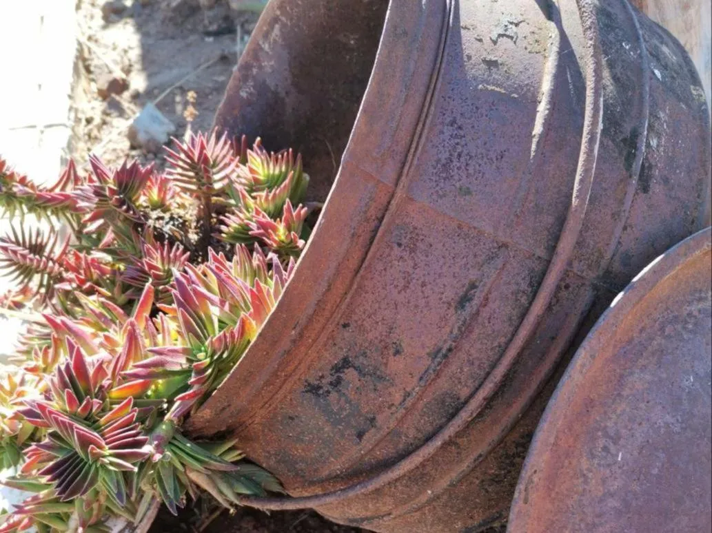 Garden in Monakaladi Gardens Function Venue and Homestead