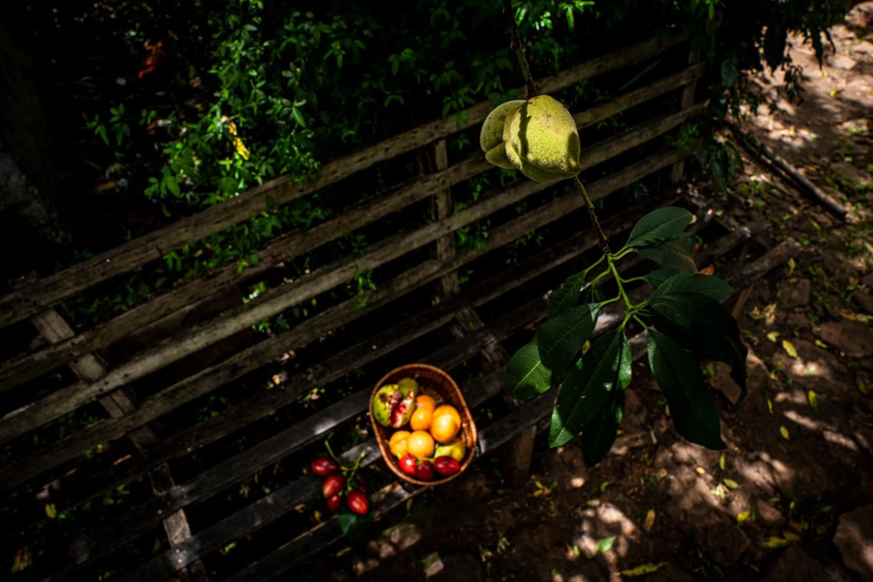 Garden in Stephen's Legacy