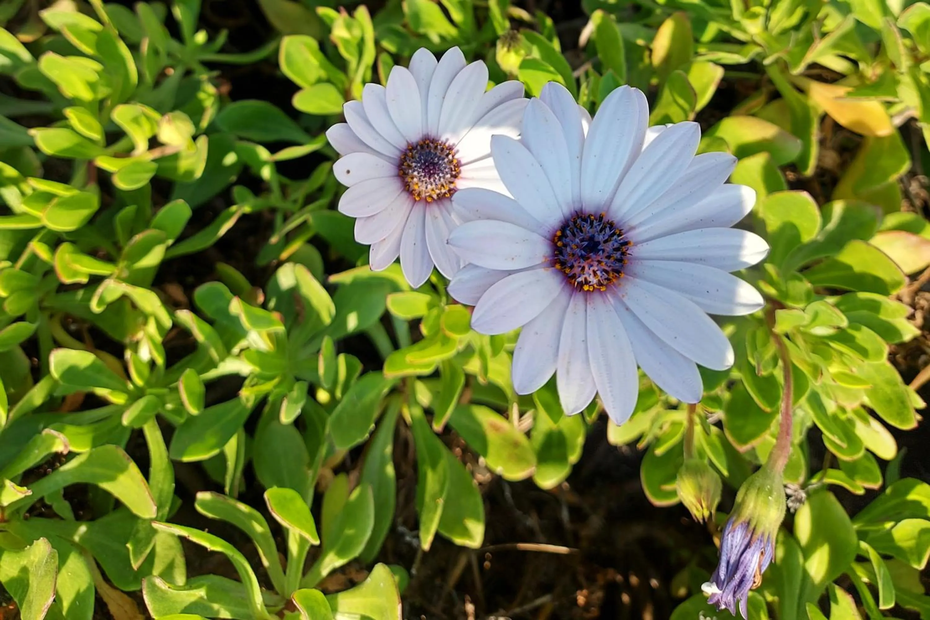 Garden in First Group Hermanus Beach Club
