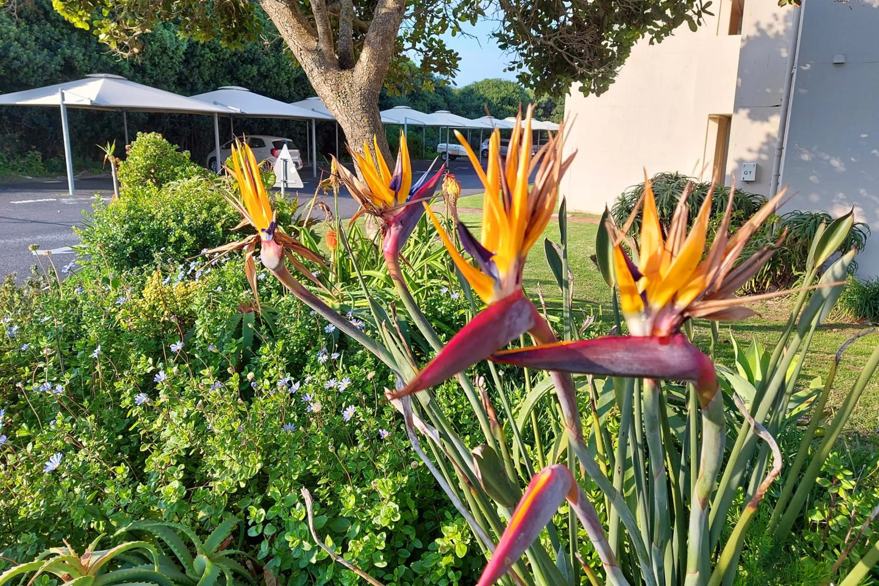 Garden in First Group Hermanus Beach Club