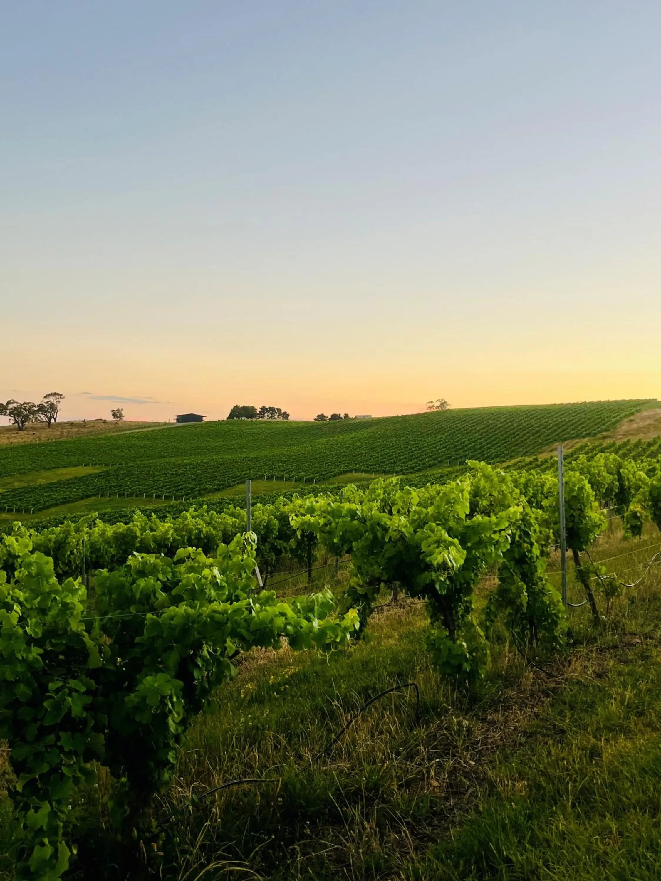 View (from property/room) in Turners Vineyard Motel
