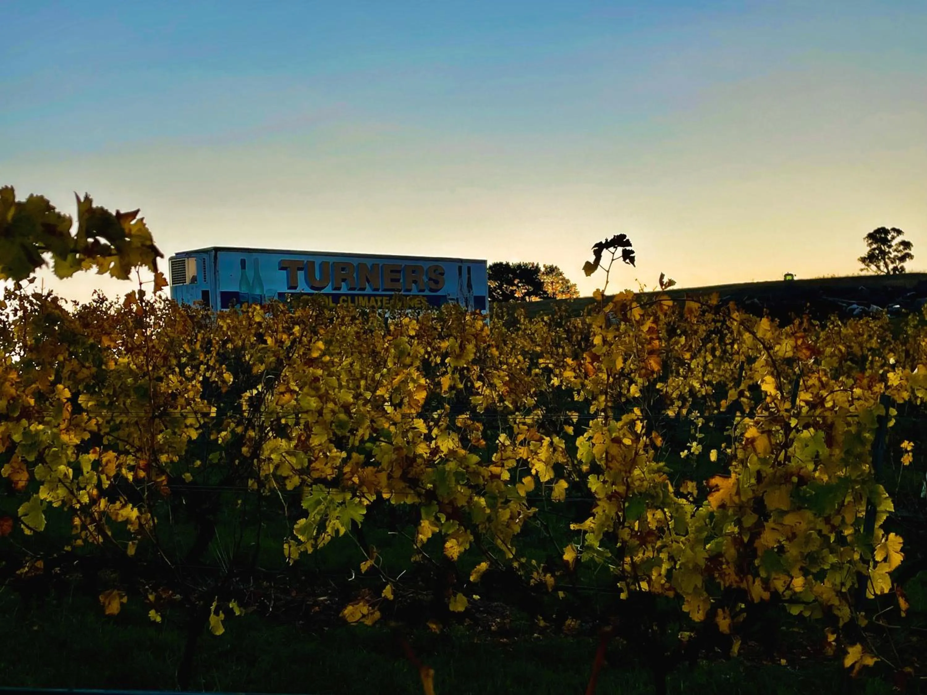 Natural landscape in Turners Vineyard Motel