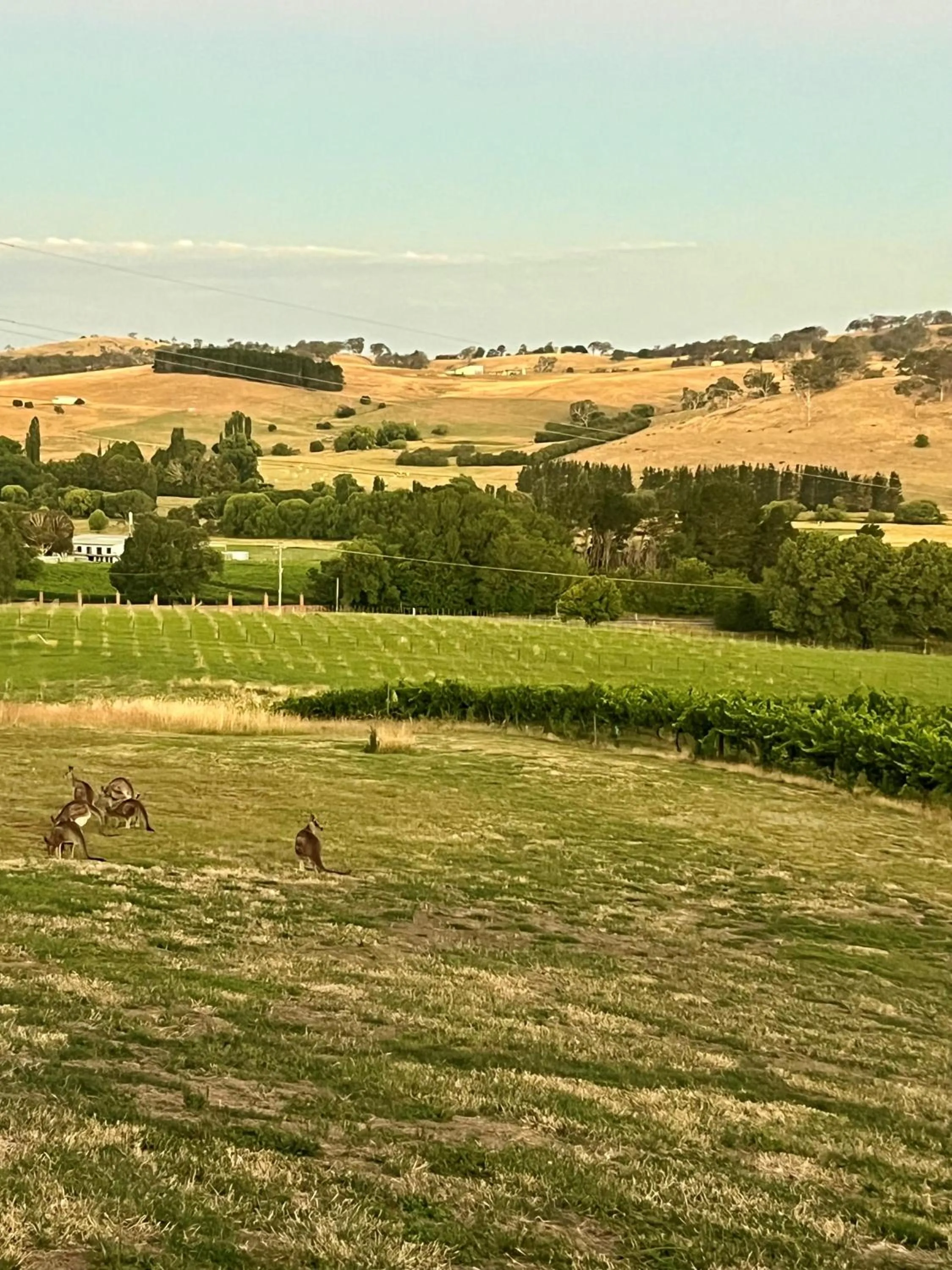 View (from property/room) in Turners Vineyard Motel