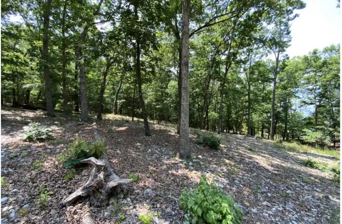 Natural landscape in Driftwood Resort Bull Shoals