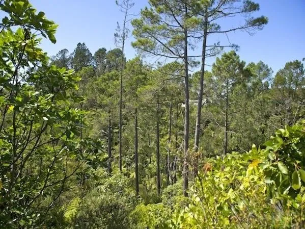 Property building in Treetop Oasis - Tairua Executive Holiday Home