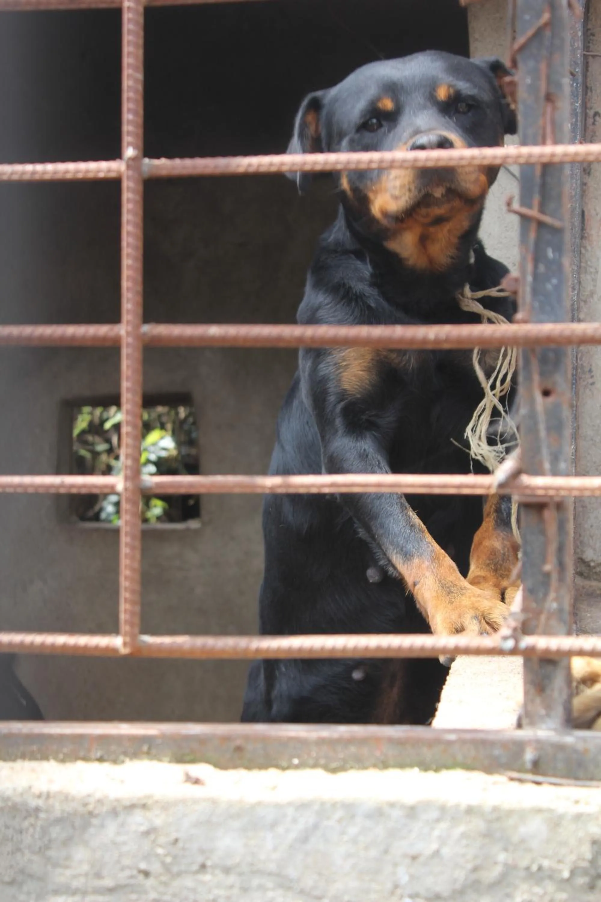 Pets in Tranquil Homestays